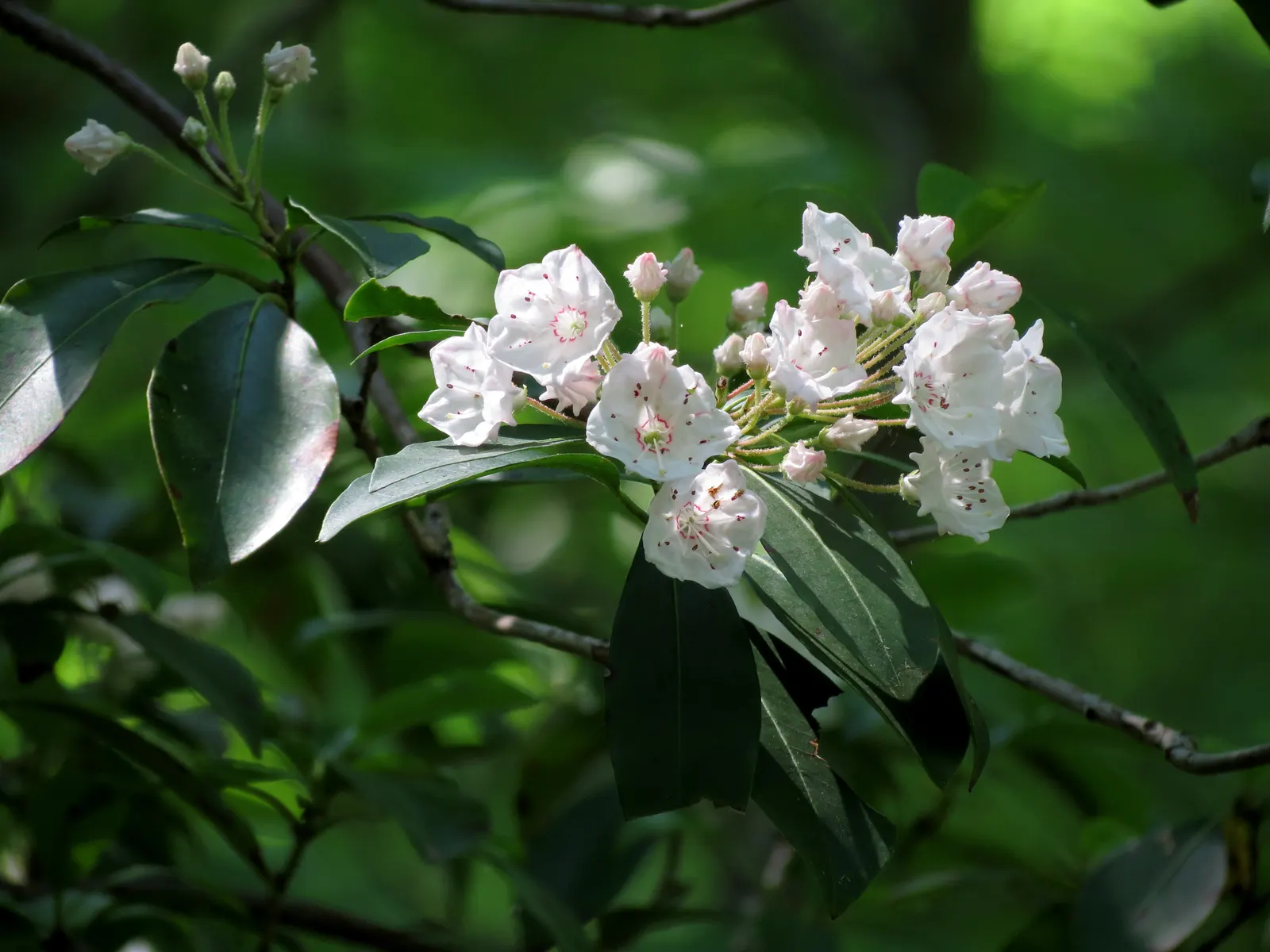 Mountain Laurel, Calico Bush (Kalmia Latifolia) — Maturing at 7-15 feet tall with a similar spread; it thrives in USDA hardiness zones 4 to 9, image 60