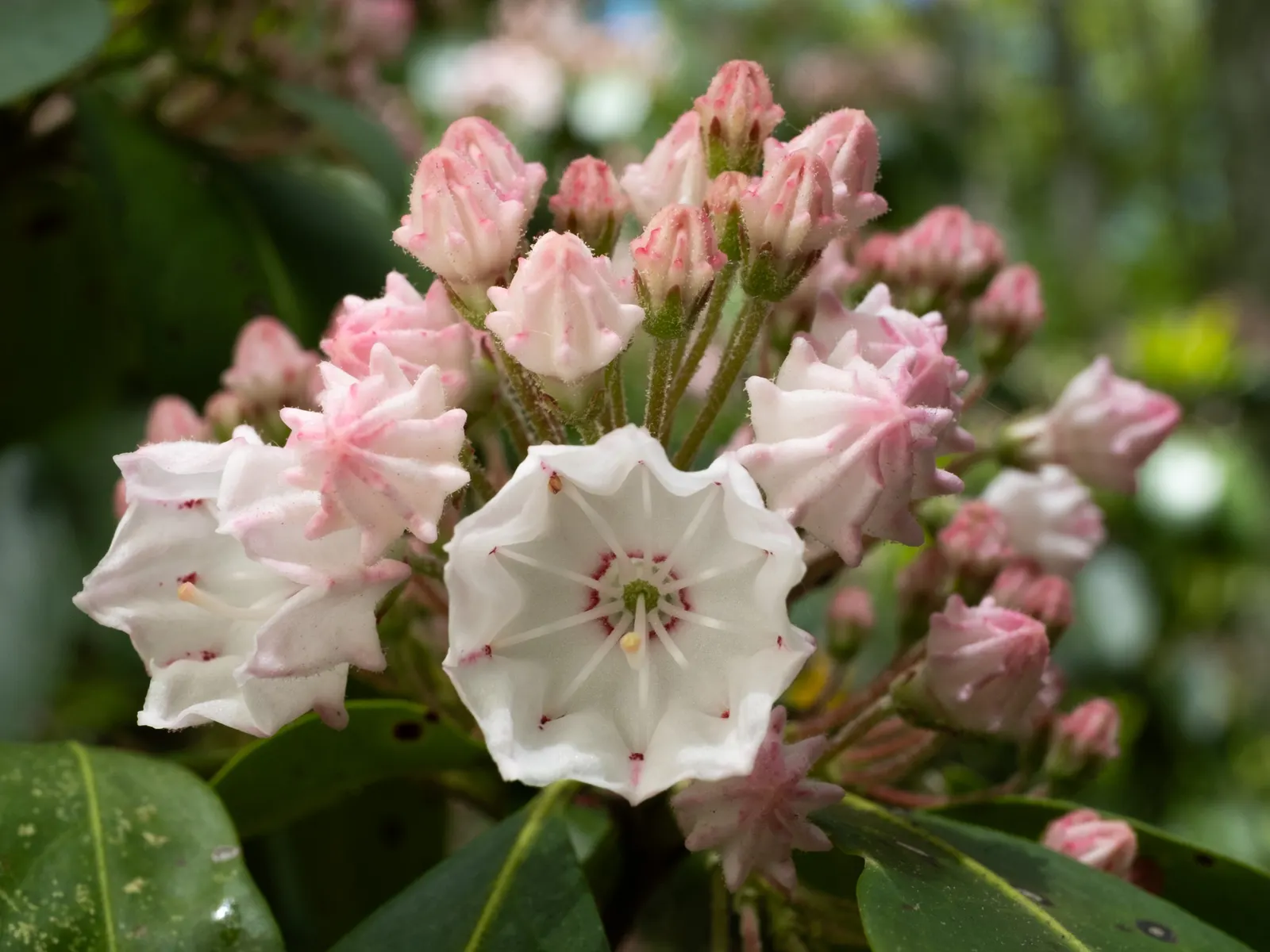 Mountain Laurel, Calico Bush (Kalmia Latifolia) — showcasing its hardiness and adaptability; it‚Äôs ideal for shaded borders or woodland gardens, image 94