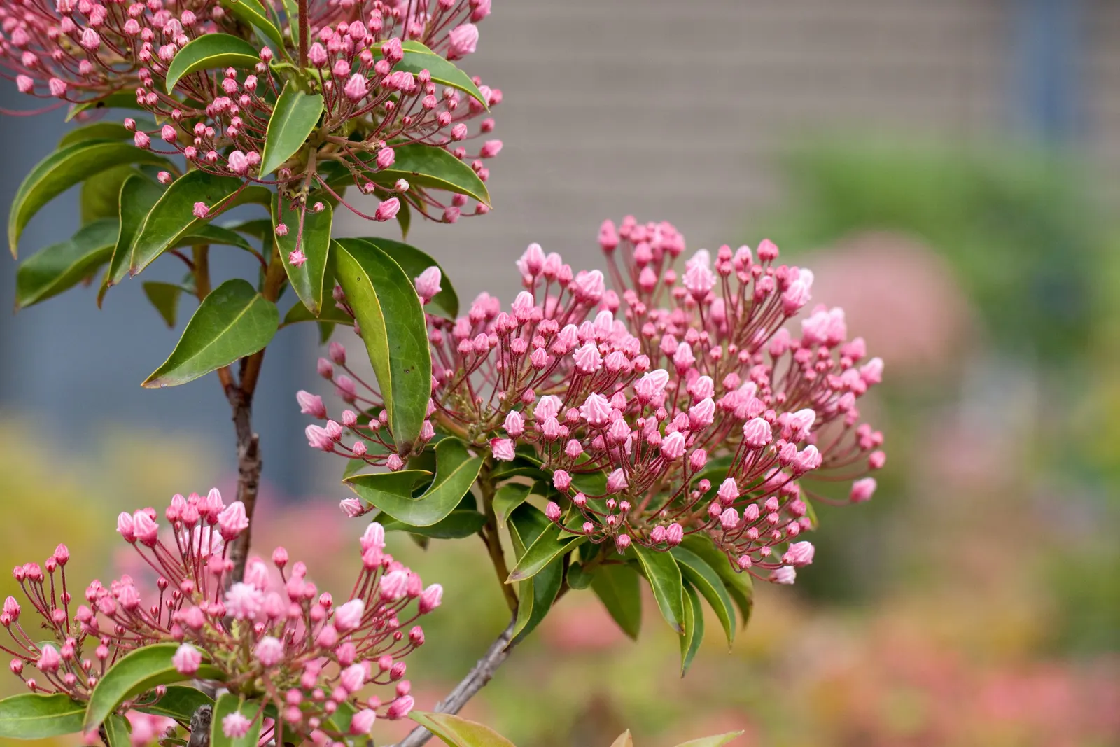 Mountain Laurel, Calico Bush (Kalmia Latifolia) — scientifically known as Kalmia latifolia