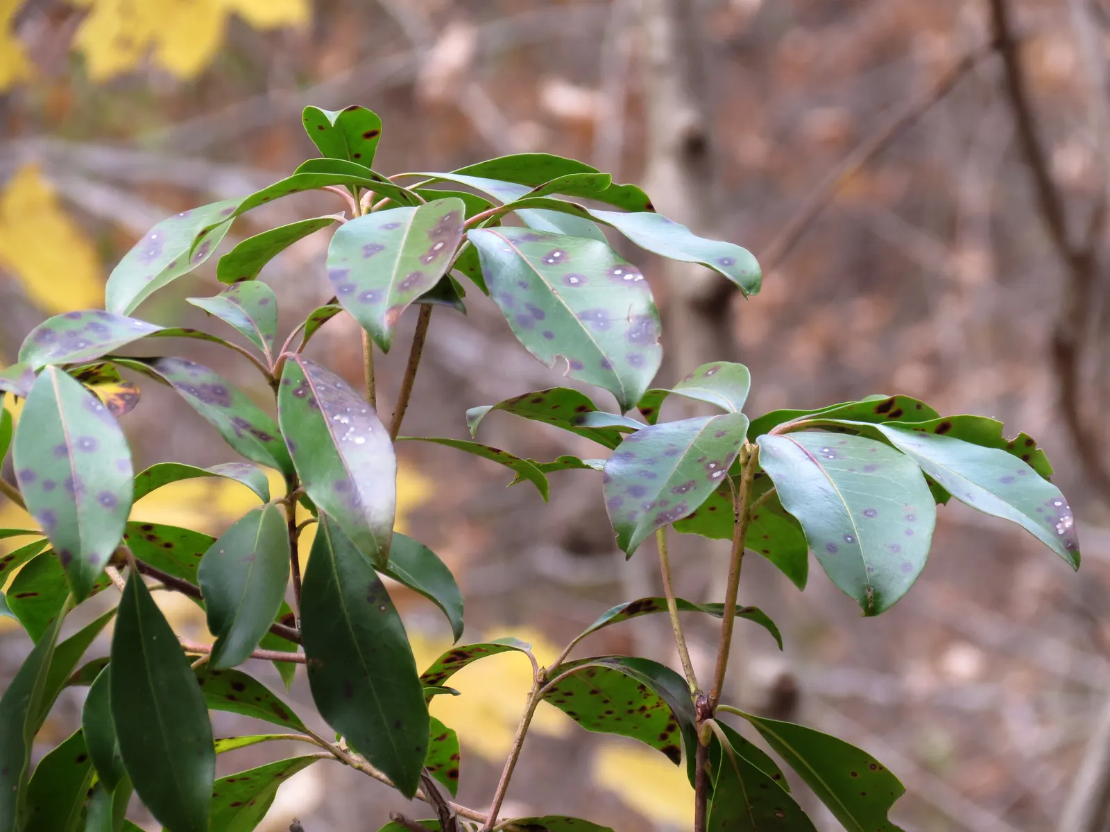 Mountain Laurel, Calico Bush (Kalmia Latifolia) — is an exquisite broadleaf evergreen shrub that brings an elegant touch to any landscape; showcasing its