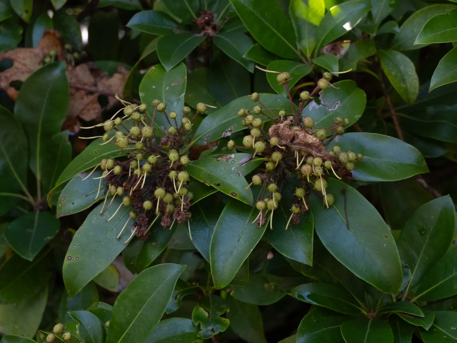 Mountain Laurel, Calico Bush (Kalmia Latifolia) — A member of the heath family; remain vibrant year-round, image 65