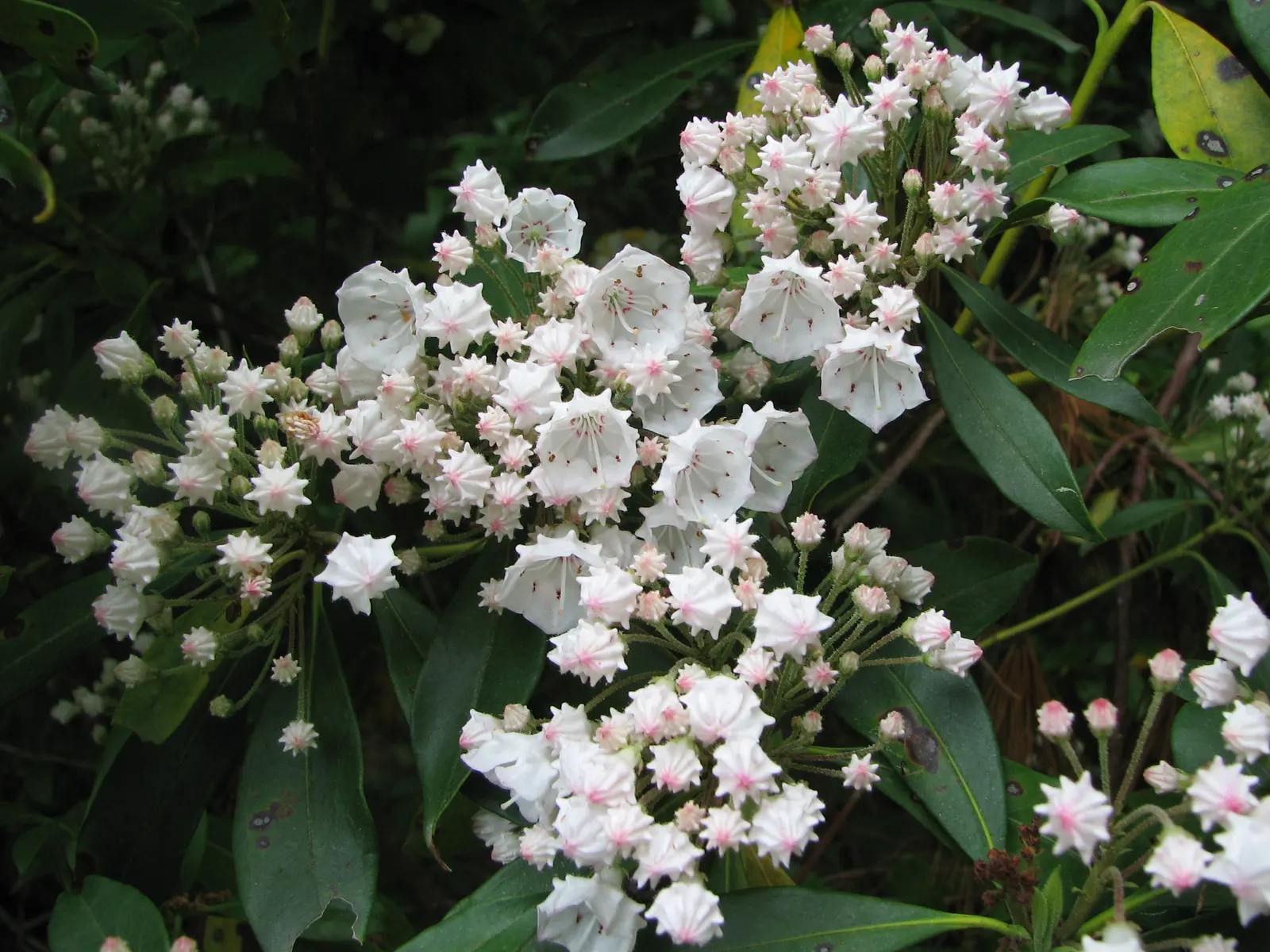 Mountain Laurel, Calico Bush (Kalmia Latifolia) — In late spring, it features pink to white blooms with unique maroon banding; white flowers in the, image 85