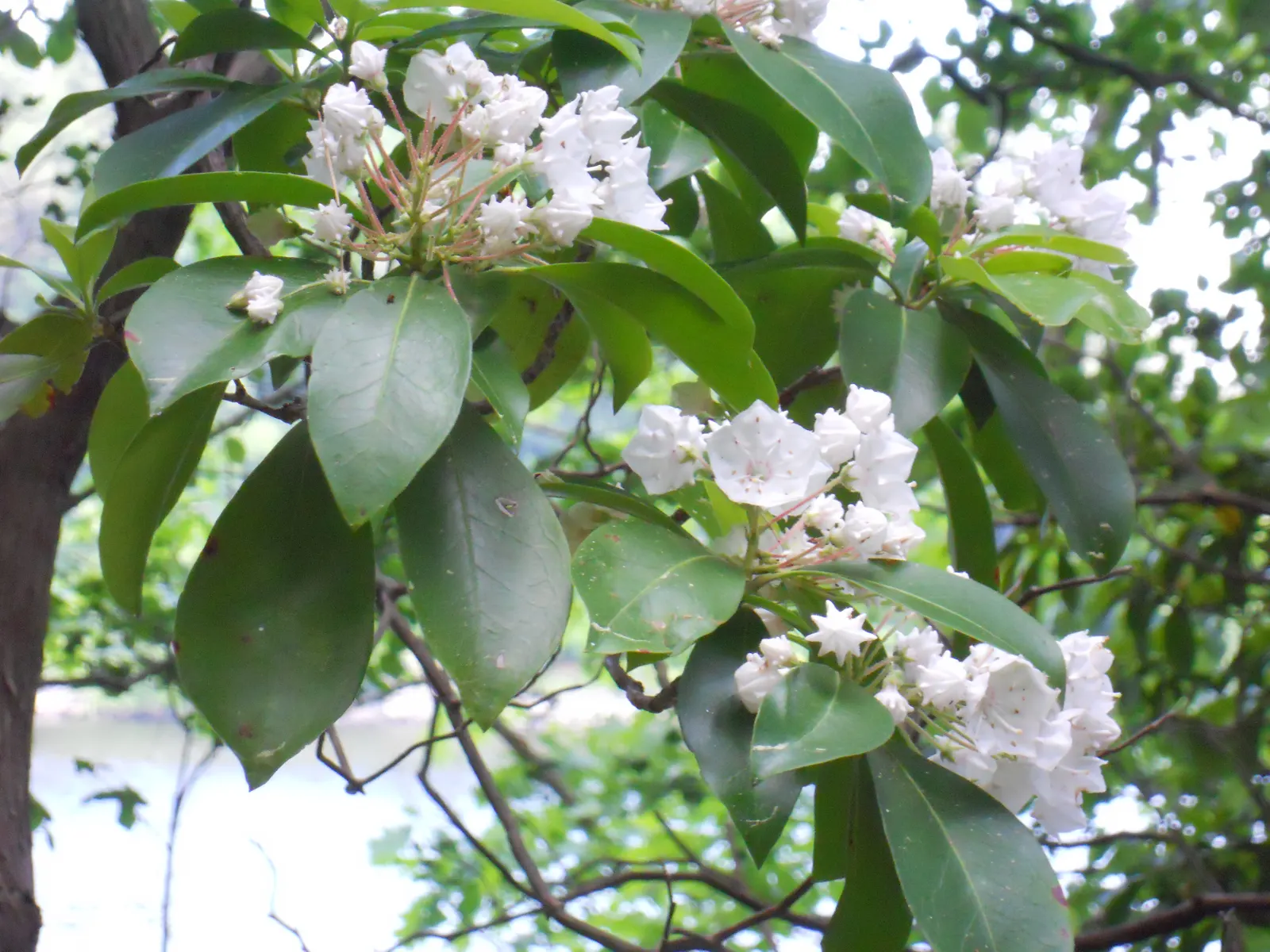 Mountain Laurel, Calico Bush (Kalmia Latifolia) — making it an ideal choice for wooded garden areas or north-facing landscapes, image 50