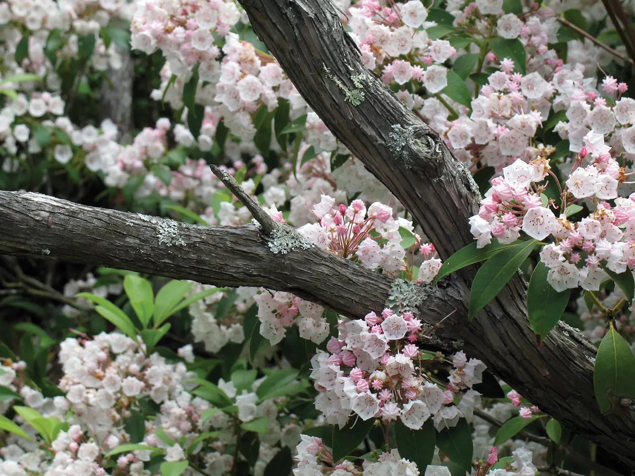 Mountain Laurel, Calico Bush (Kalmia Latifolia) — ensuring year-round visual interest and seasonal bursts of color