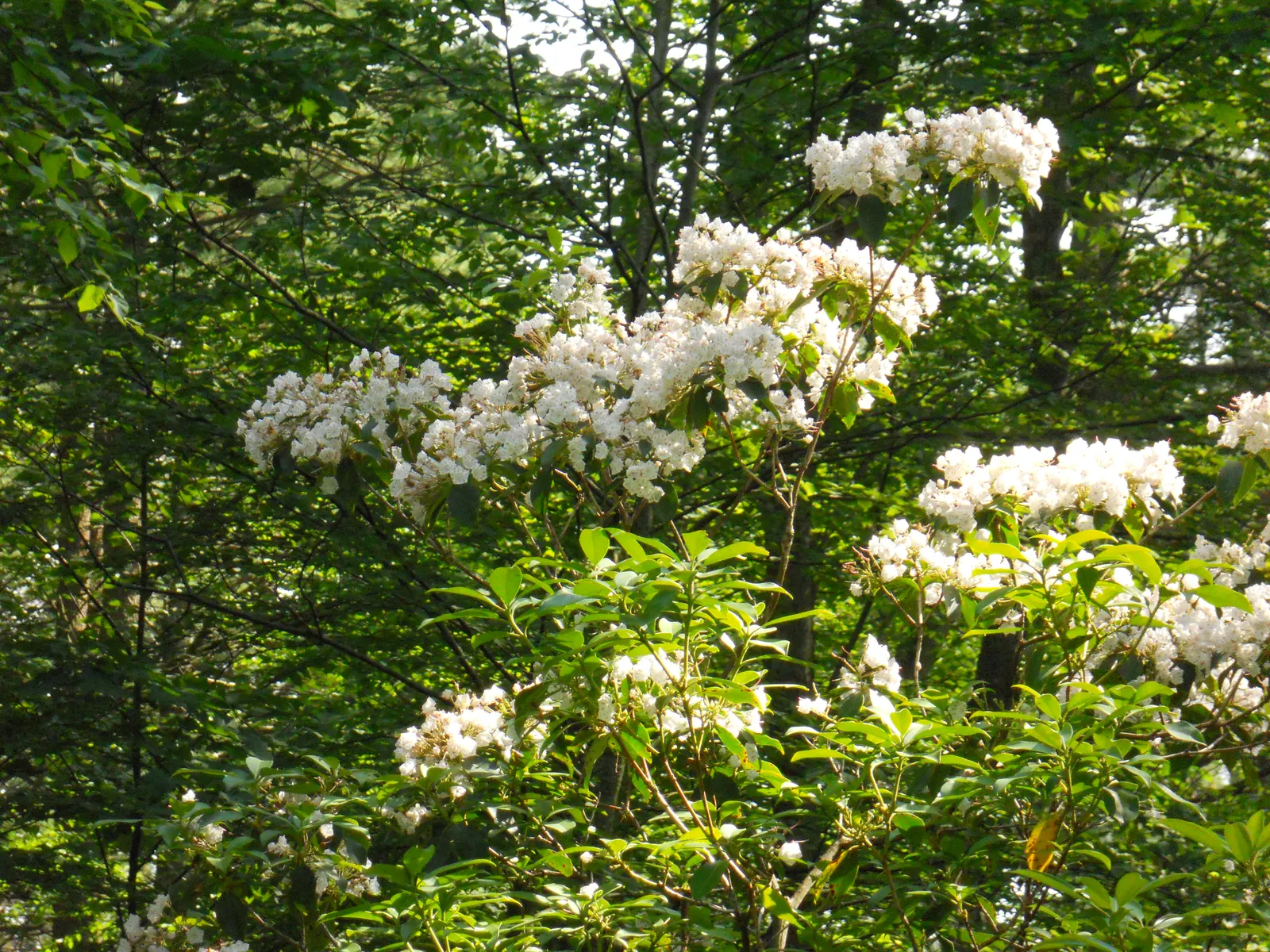 Mountain Laurel, Calico Bush (Kalmia Latifolia) — resembling a delicate art piece; offering year-round interest, image 71