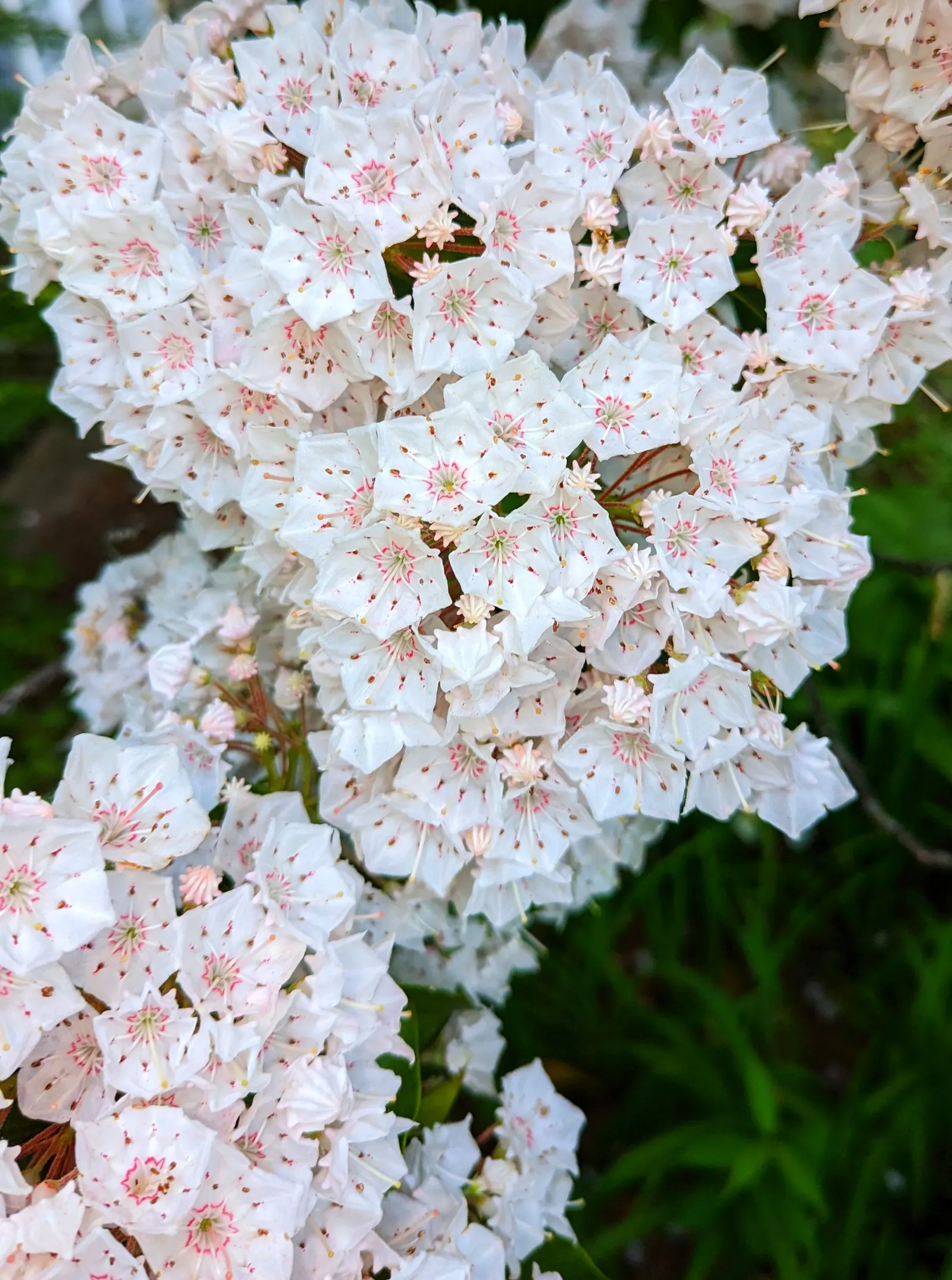 Mountain Laurel, Calico Bush (Kalmia Latifolia) — providing a striking backdrop against the seasonal changes of the landscape; scientifically known, image 75