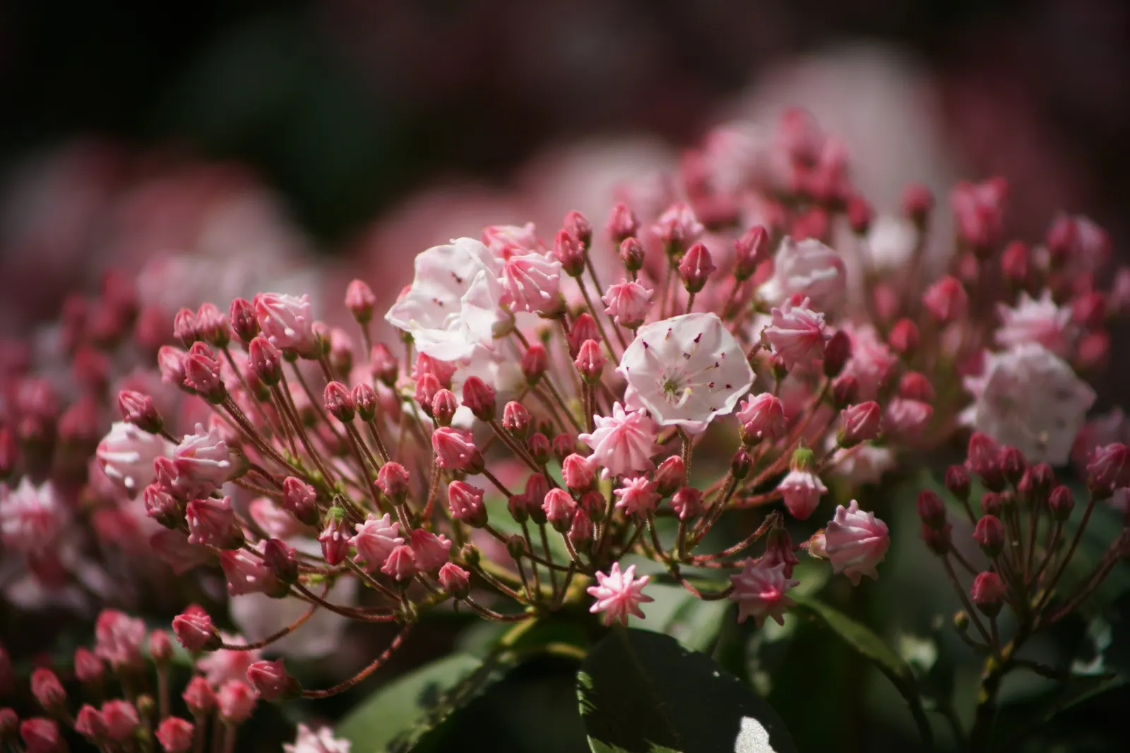 Mountain Laurel, Calico Bush (Kalmia Latifolia) — it‚Äôs ideal for shaded borders or woodland gardens