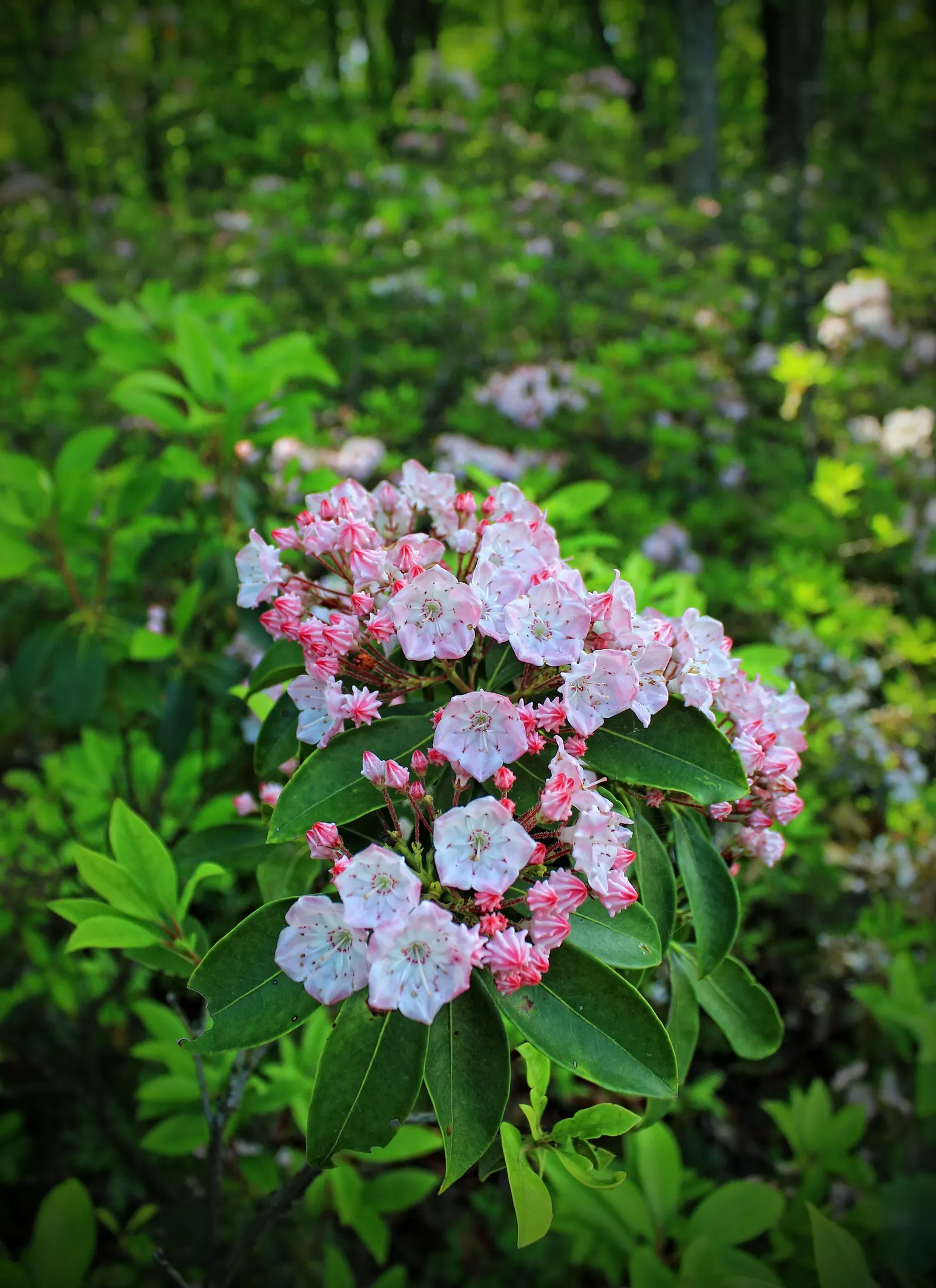 Mountain Laurel, Calico Bush (Kalmia Latifolia) — is an exquisite broadleaf evergreen shrub that brings an elegant touch to any landscape, image 91