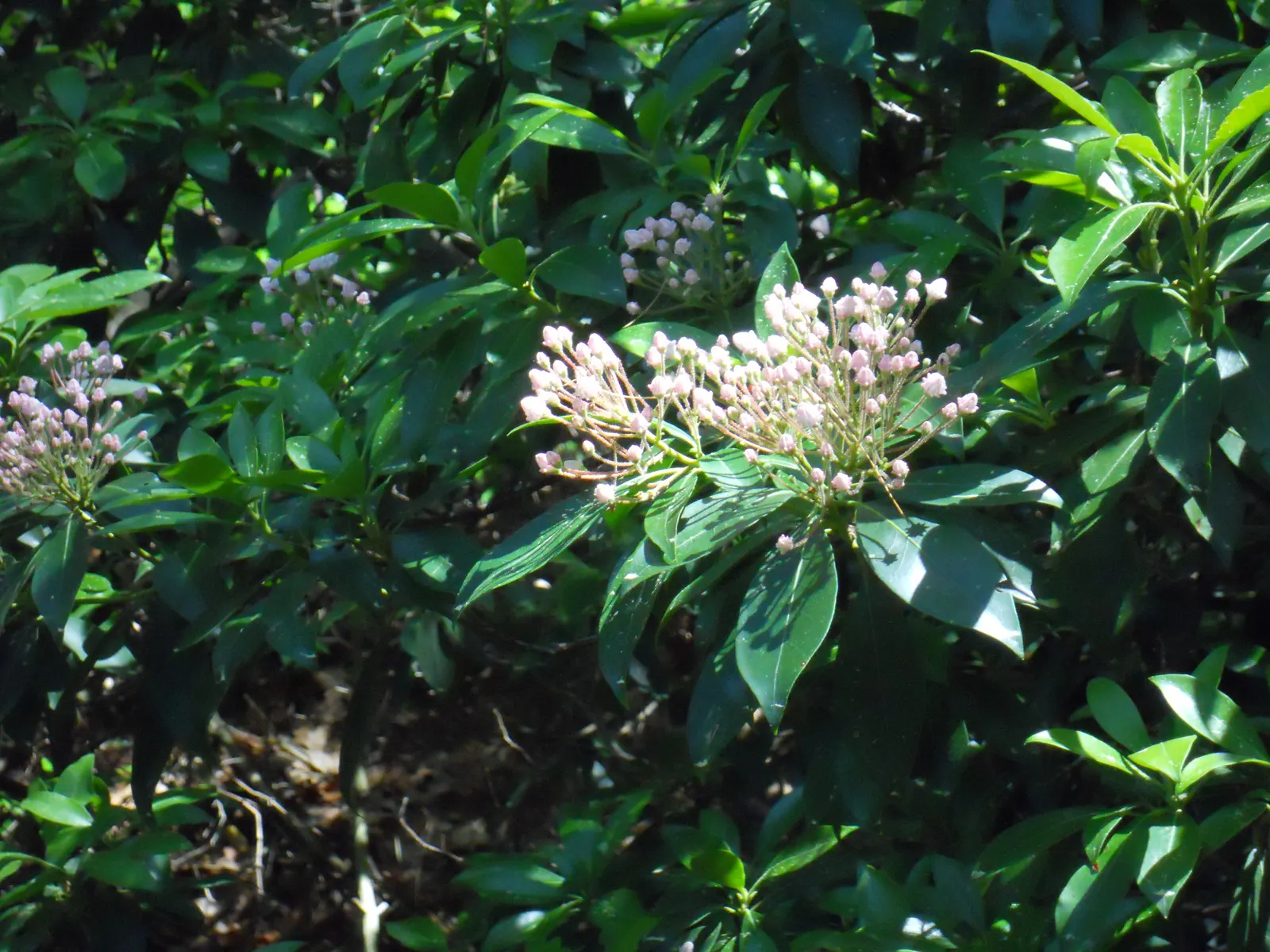 Mountain Laurel, Calico Bush (Kalmia Latifolia) — this shrub features clusters of cup-shaped flowers that range from white to pink; providing a striking