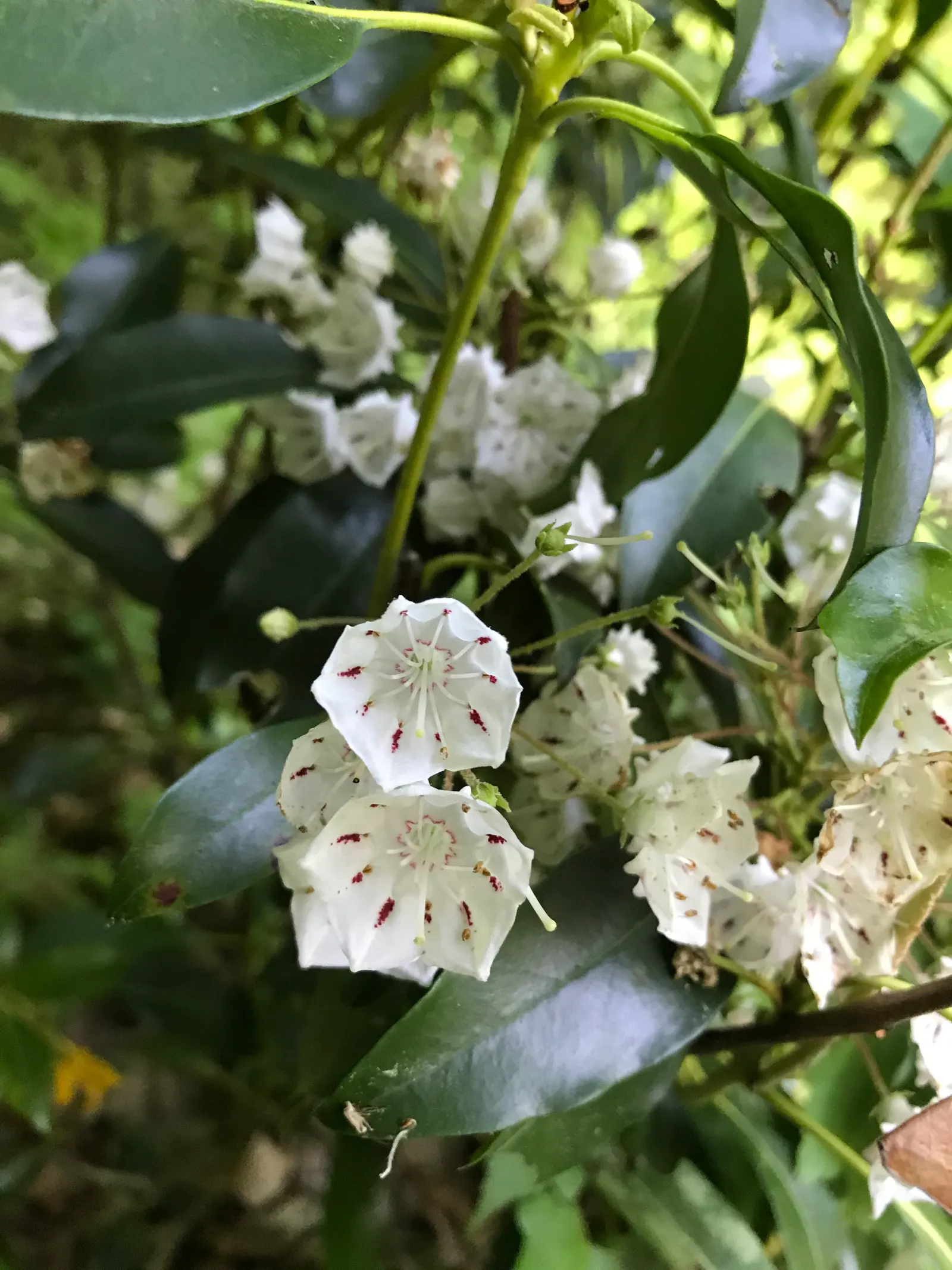 Mountain Laurel, Calico Bush (Kalmia Latifolia) — it thrives in USDA hardiness zones 4 to 9; broadleaf evergreen / shrub for half or shade, image 66