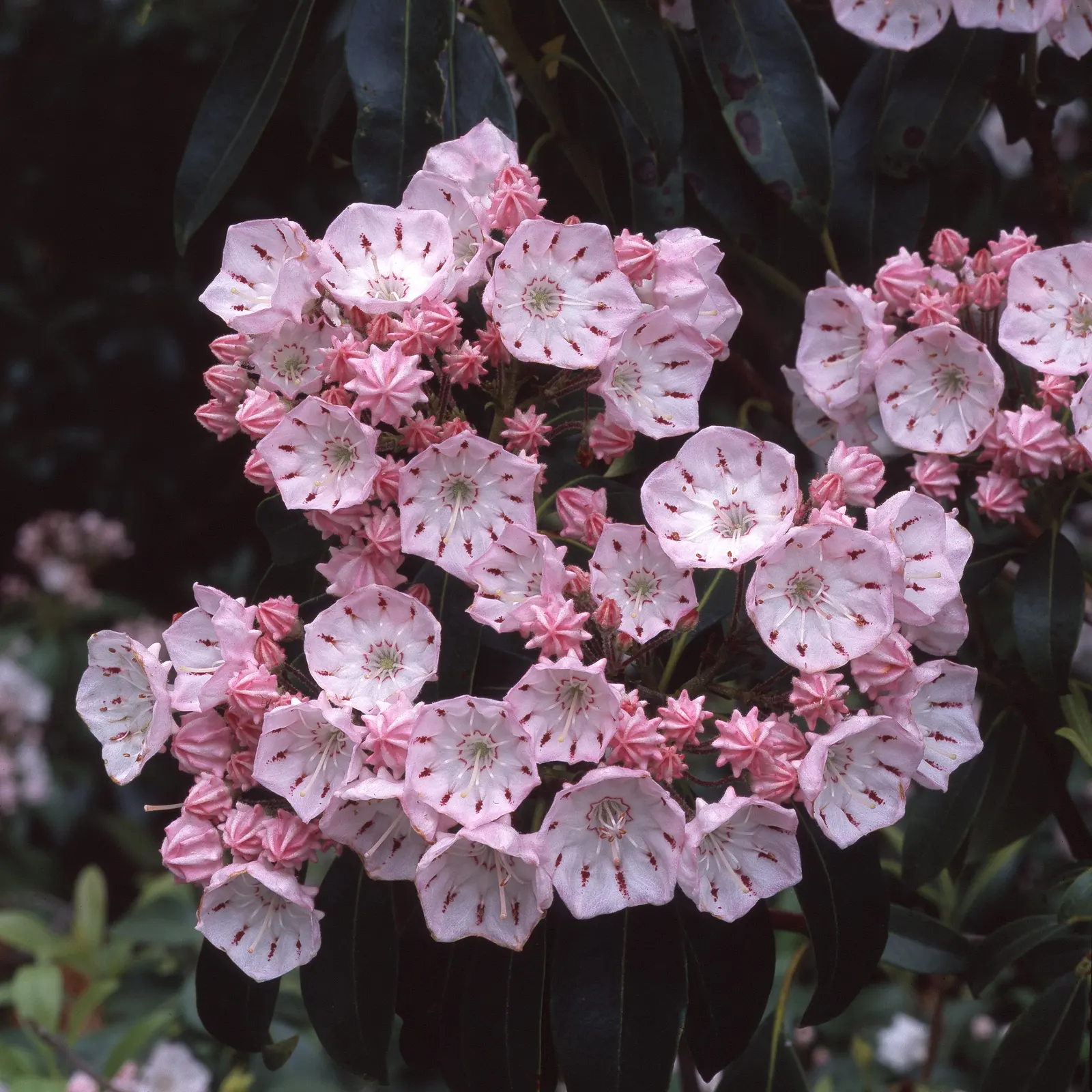 Mountain Laurel, Calico Bush (Kalmia Latifolia) — also known as Calico Bush