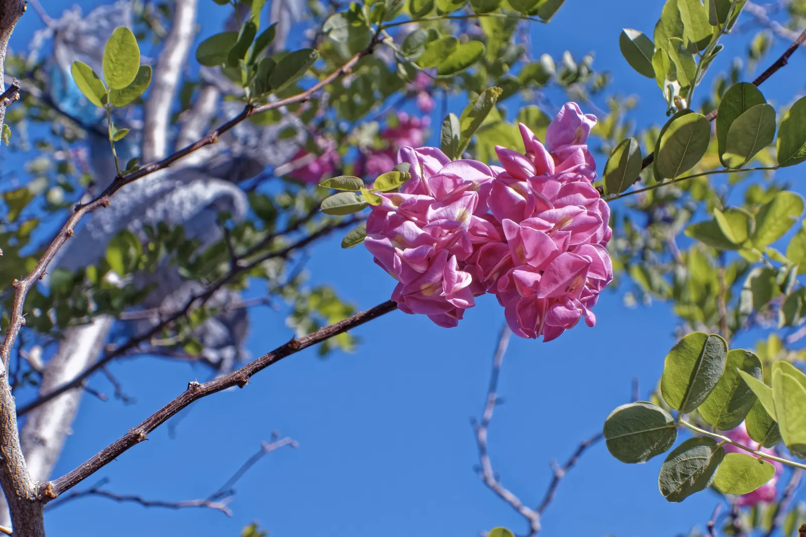 Mountain Laurel, Calico Bush (Kalmia Latifolia) — The foliage can reach a spread of up to 5 inches