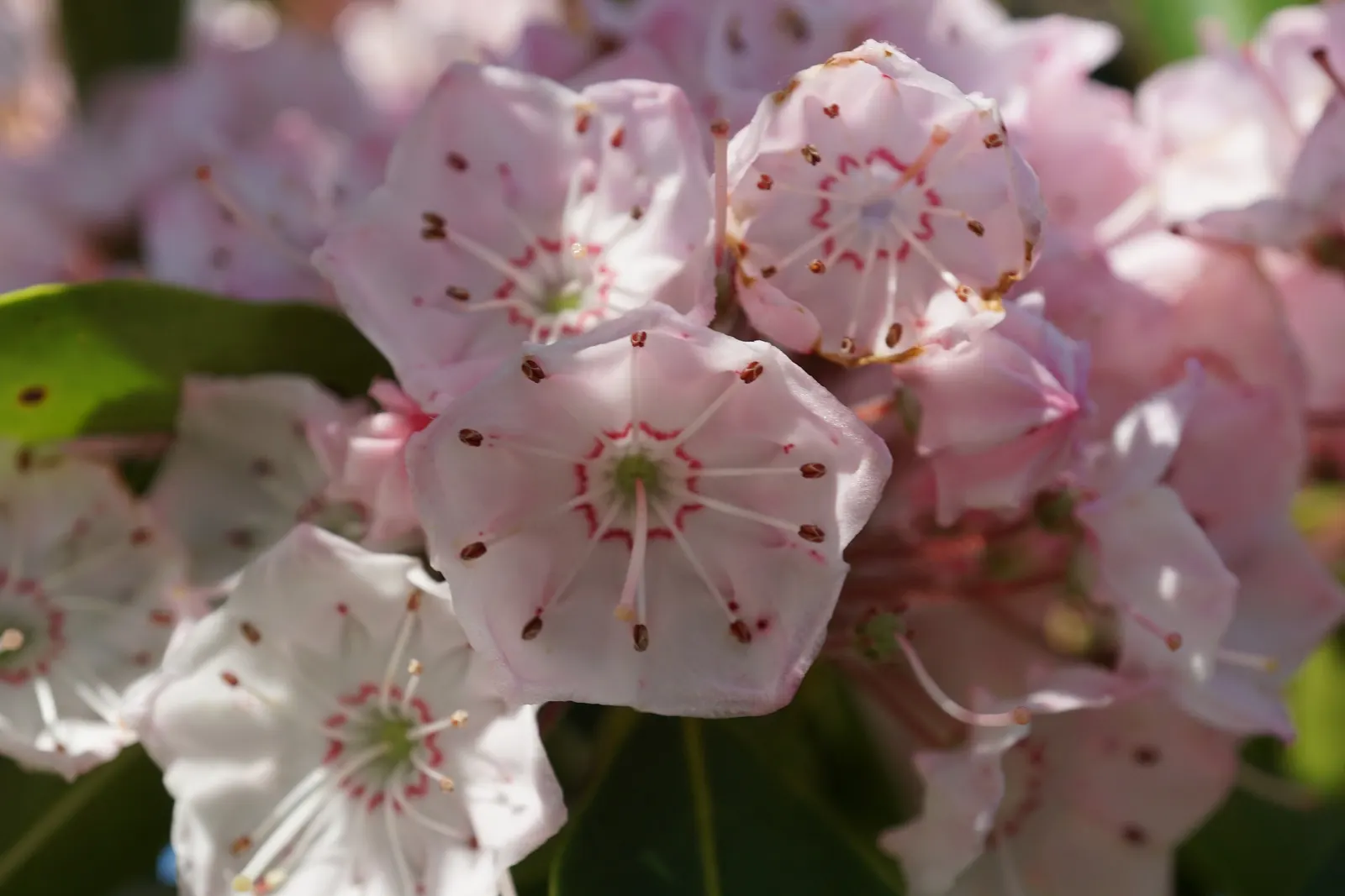 Mountain Laurel, Calico Bush (Kalmia Latifolia) — it thrives in USDA hardiness zones 4 to 9; broadleaf evergreen / shrub for half or shade, image 120