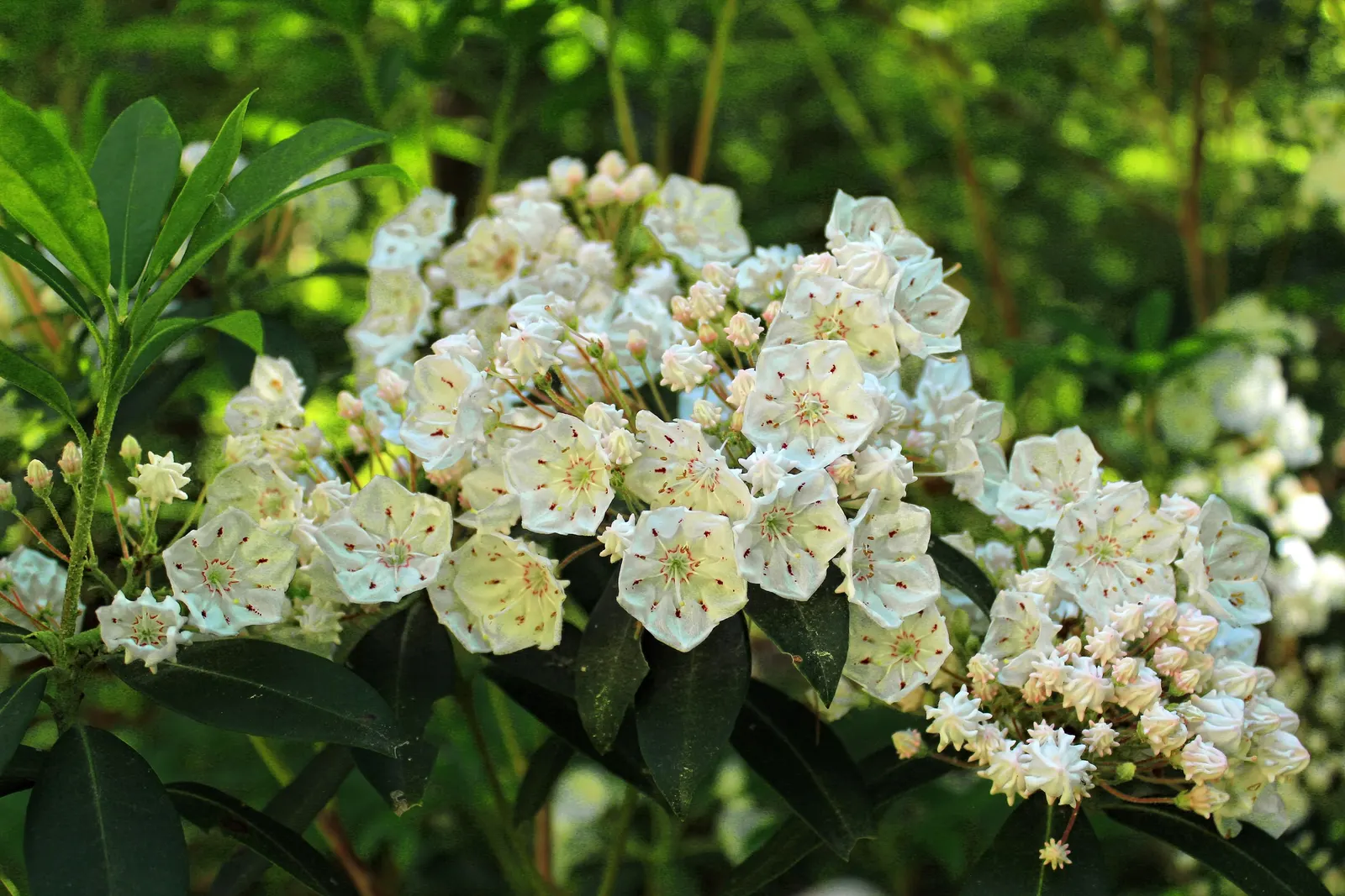 Mountain Laurel, Calico Bush (Kalmia Latifolia) — white flowers in the garden; is an exquisite broadleaf evergreen shrub that brings an elegant, image 79