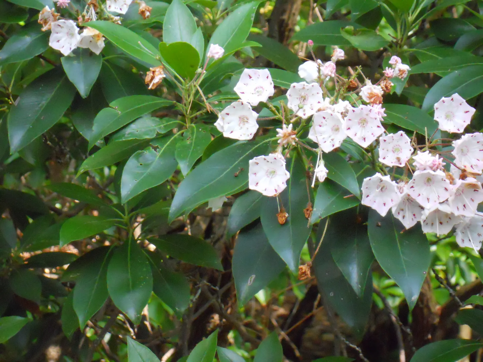 Mountain Laurel, Calico Bush (Kalmia Latifolia) — The Mountain Laurel (Kalmia latifolia); in late spring, it features pink to white blooms with, image 82
