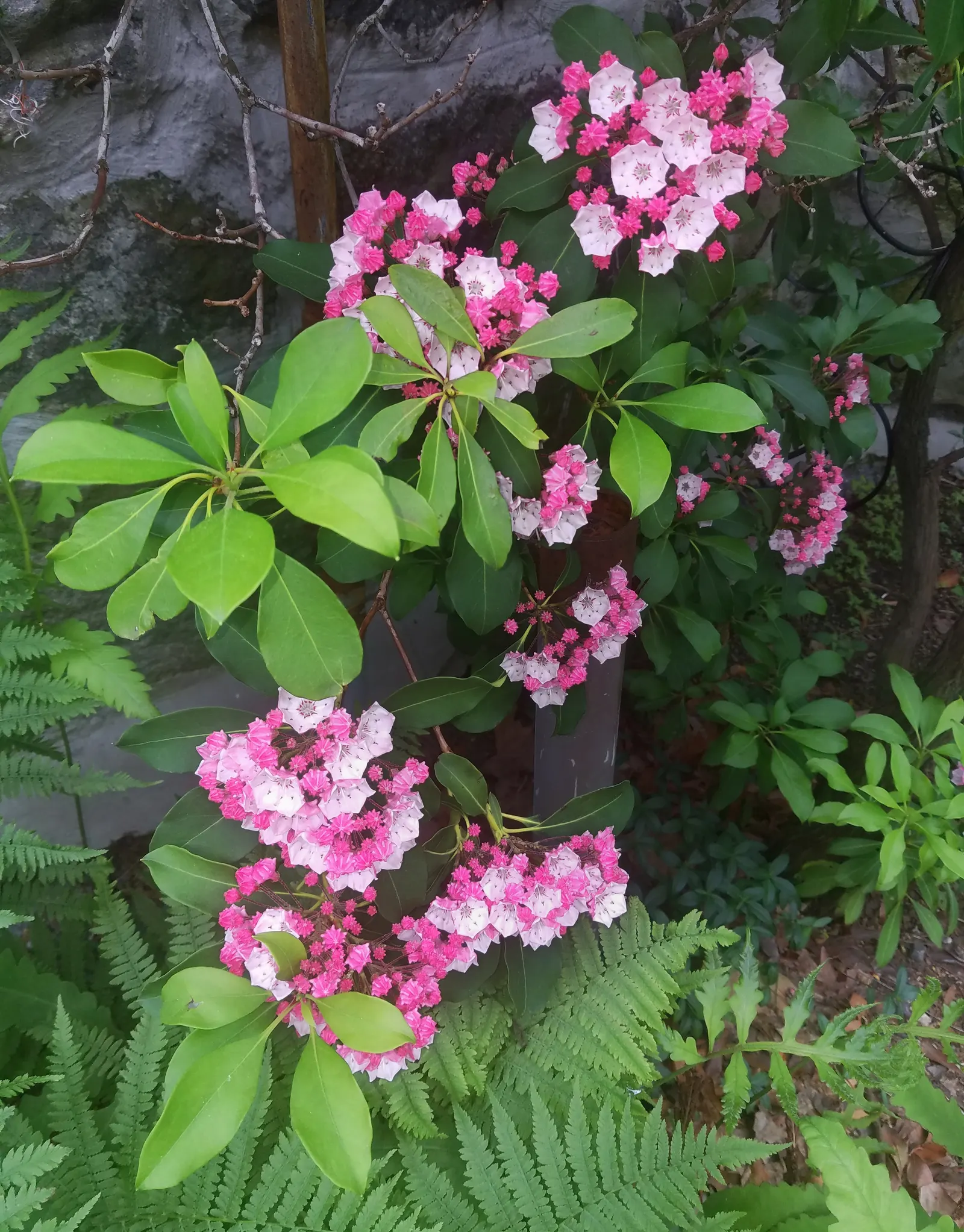 Mountain Laurel, Calico Bush (Kalmia Latifolia) — Hardy in zones 4-9, it thrives in acidic, well-drained soil and part shade, image 32