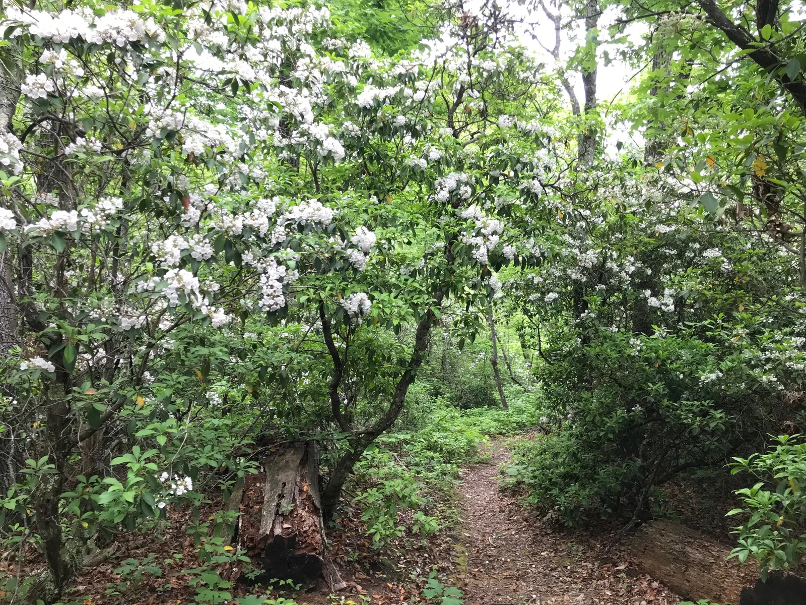 Mountain Laurel, Calico Bush (Kalmia Latifolia) — it‚Äôs ideal for shaded borders or woodland gardens; measuring 2 to 4 inches long, image 115