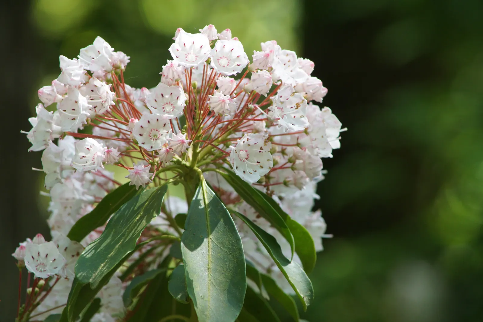 Mountain Laurel, Calico Bush (Kalmia Latifolia) — it‚Äôs ideal for shaded borders or woodland gardens; measuring 2 to 4 inches long, image 61