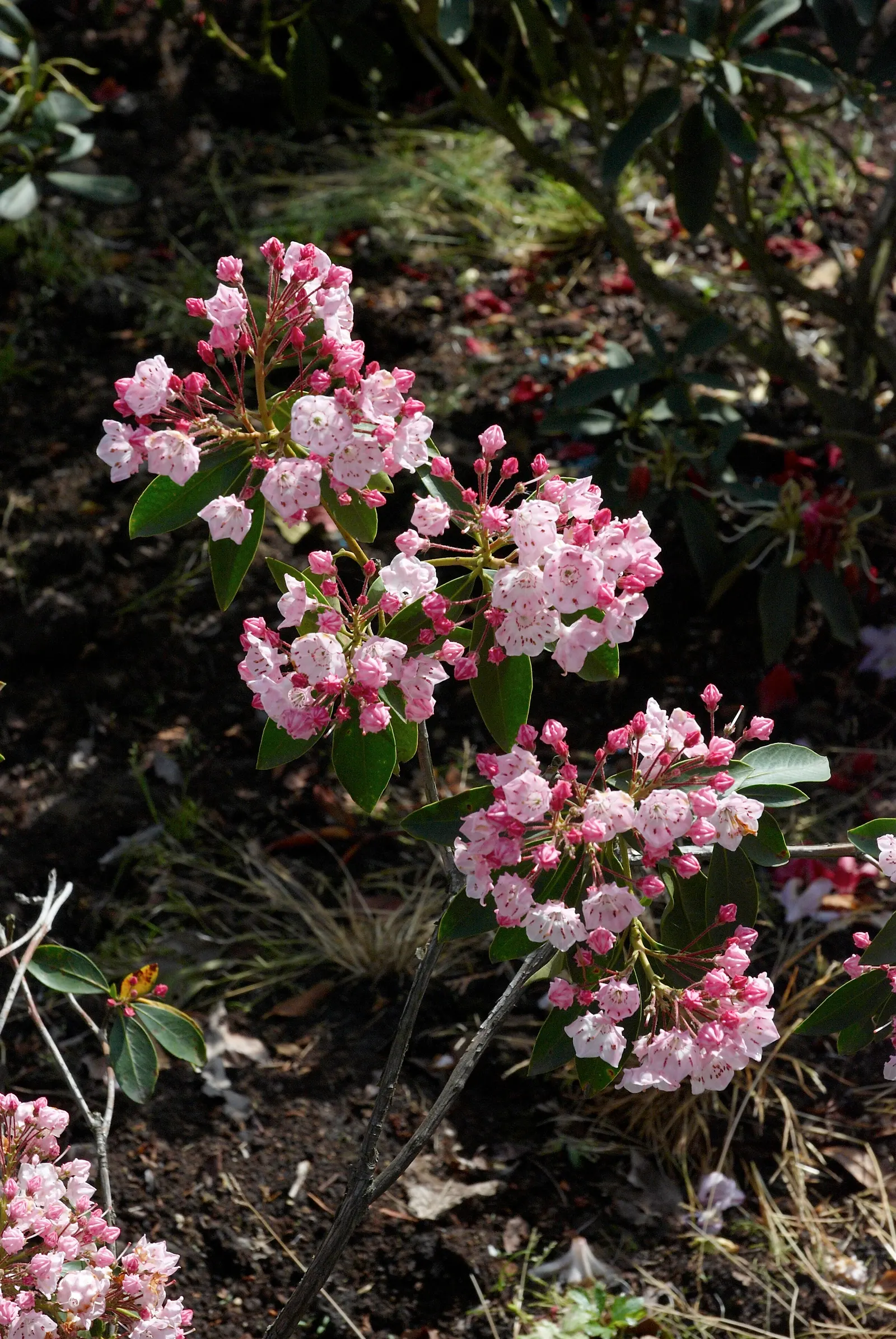 Mountain Laurel, Calico Bush (Kalmia Latifolia) — broadleaf evergreen / shrub for half or shade; ensuring year-round visual interest and seasonal, image 81