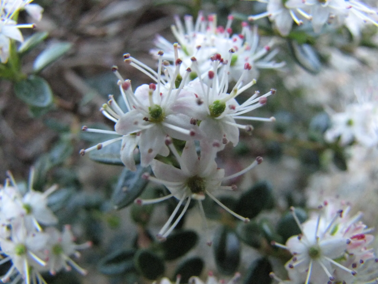 Mountain Laurel, Calico Bush (Kalmia Latifolia) — with intricate purple markings inside; the Mountain Laurel (Kalmia latifolia)