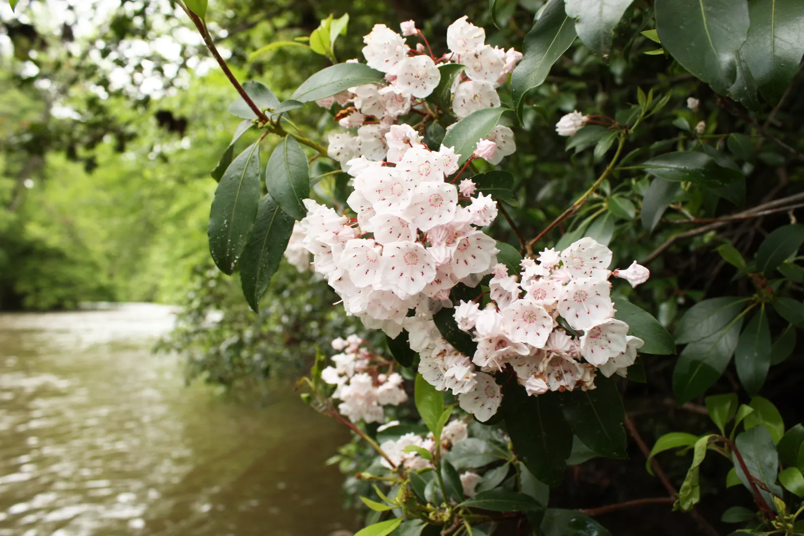 Mountain Laurel, Calico Bush (Kalmia Latifolia) — with intricate purple markings inside