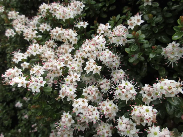 Mountain Laurel, Calico Bush (Kalmia Latifolia) — The Mountain Laurel (Kalmia latifolia); in late spring, it features pink to white blooms with unique maroon