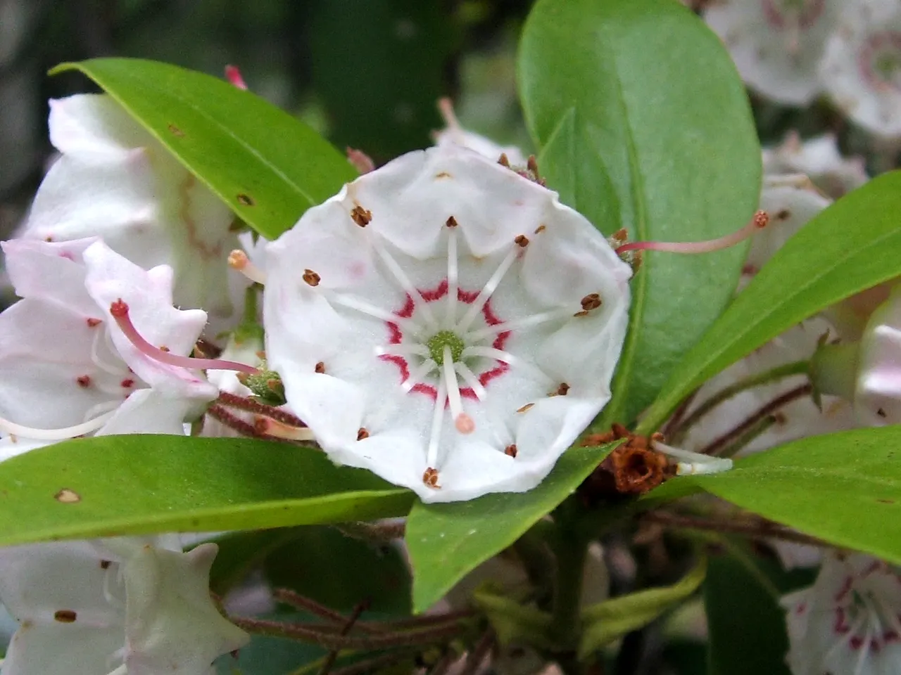 Mountain Laurel, Calico Bush (Kalmia Latifolia) — providing a striking backdrop against the seasonal changes of the landscape; scientifically known, image 102