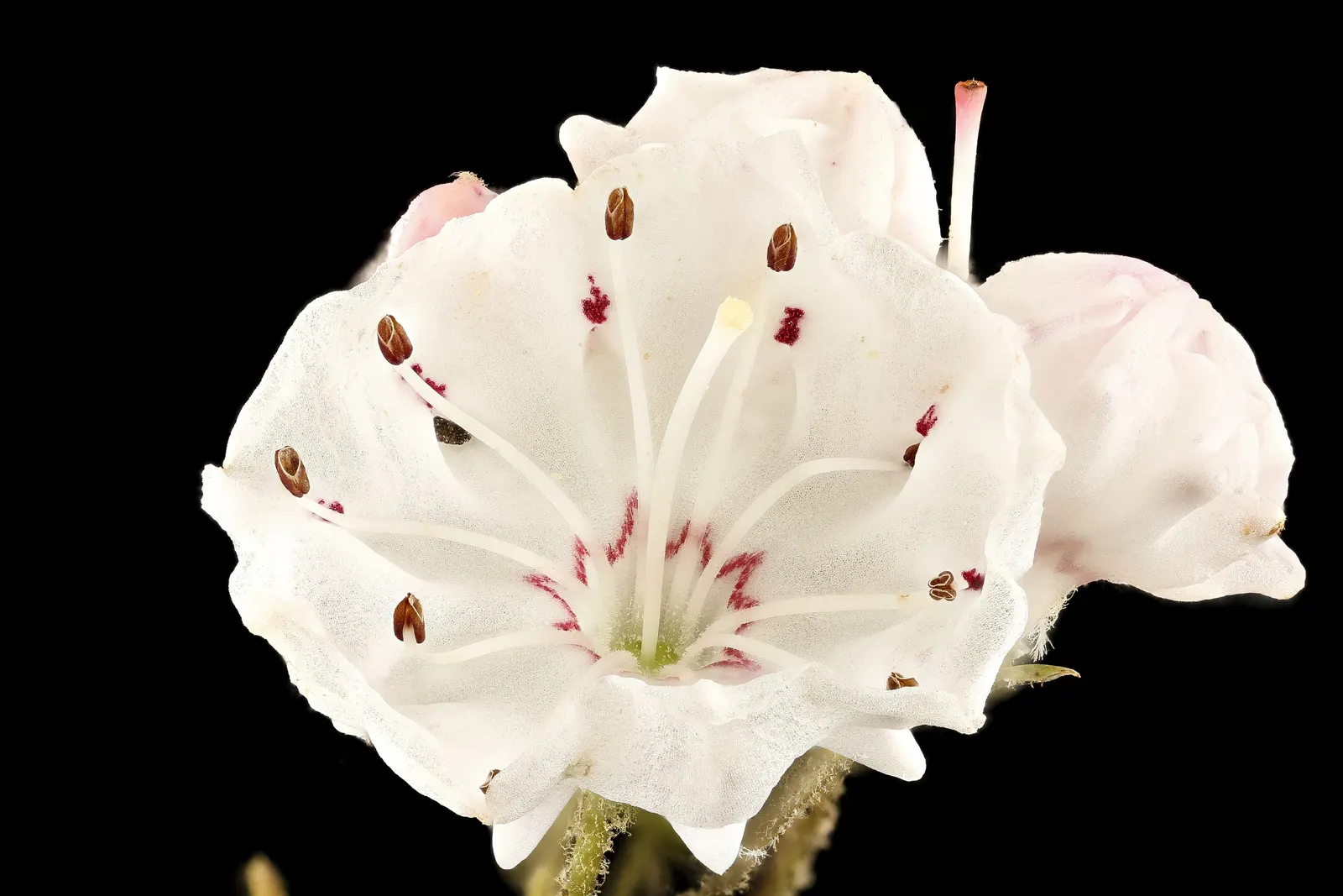 Mountain Laurel, Calico Bush (Kalmia Latifolia) — These blossoms span approximately 1 inch across; this shrub features clusters of cup-shaped, image 72