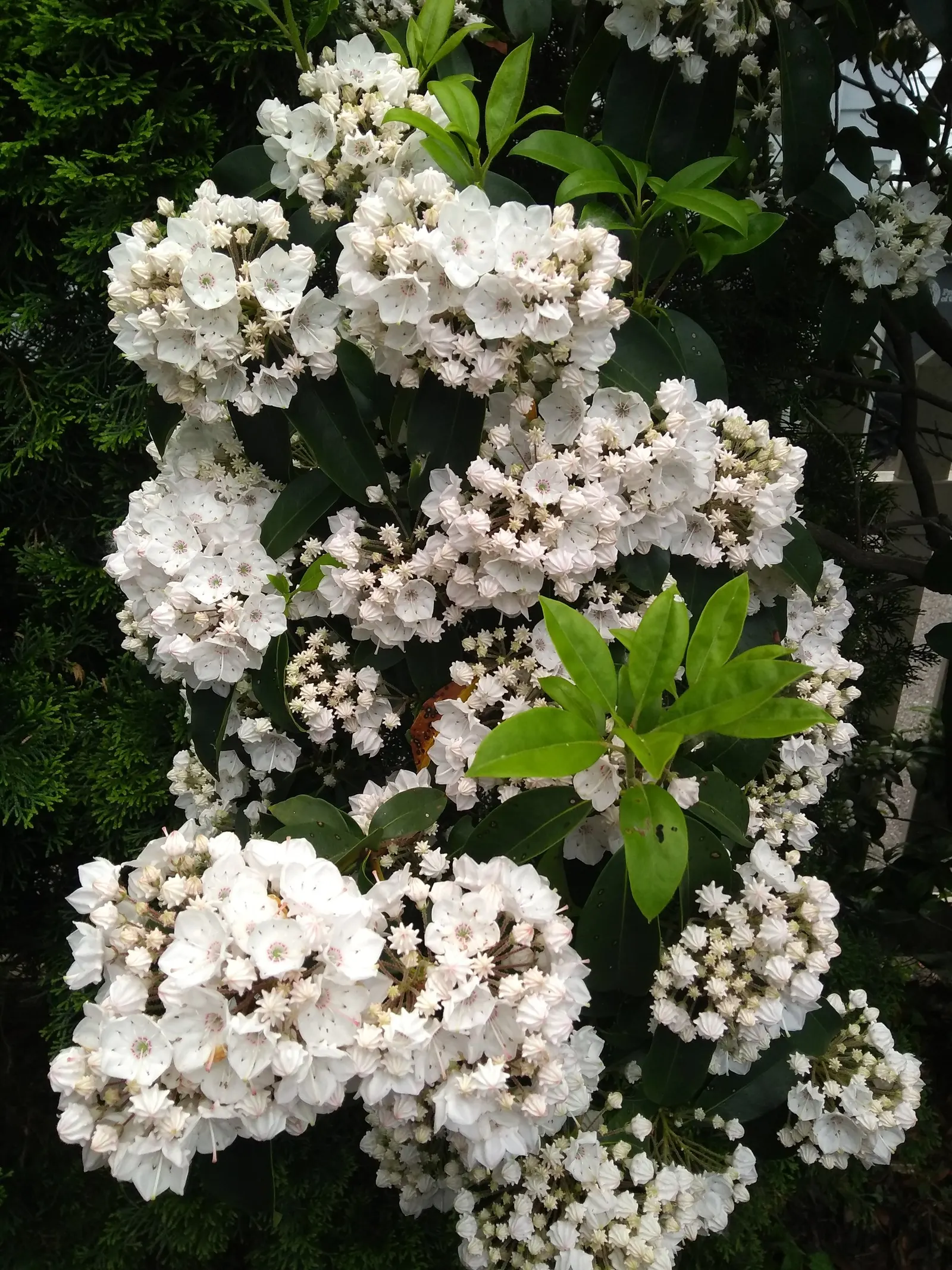 Mountain Laurel, Calico Bush (Kalmia Latifolia) — The Mountain Laurel (Kalmia latifolia); in late spring, it features pink to white blooms with, image 109
