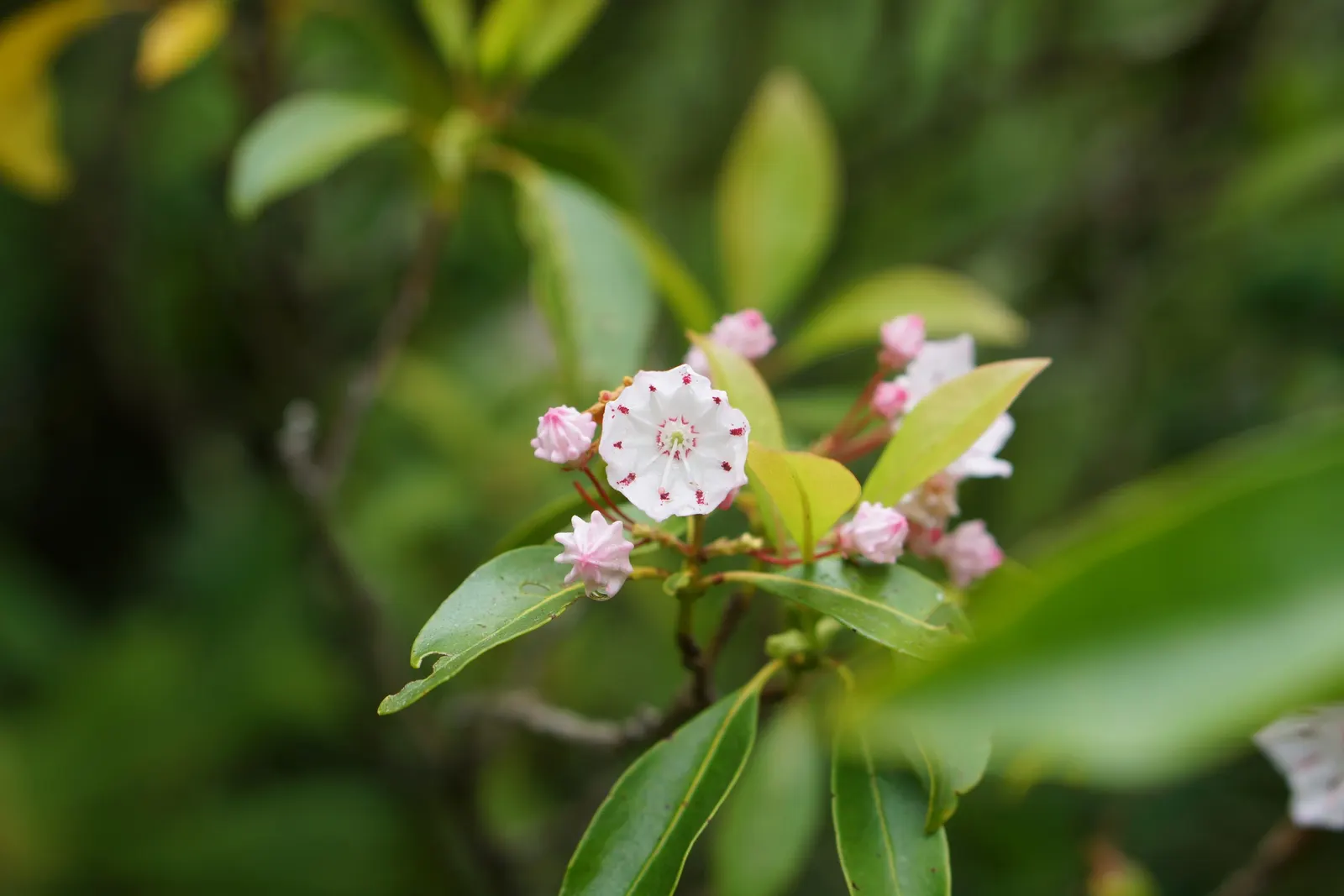 Mountain Laurel, Calico Bush (Kalmia Latifolia) — it thrives in USDA hardiness zones 4 to 9; broadleaf evergreen / shrub for half or shade