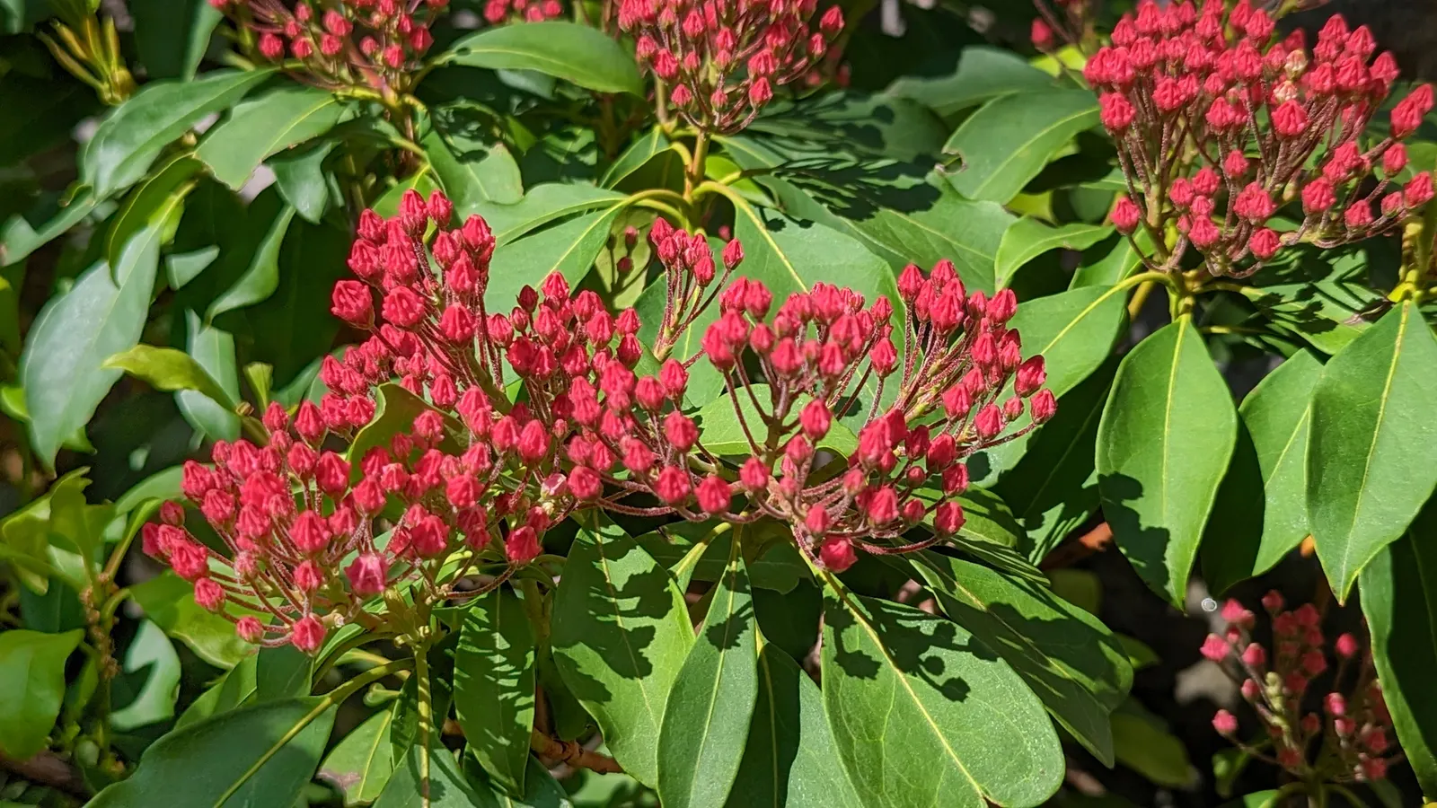 Mountain Laurel, Calico Bush (Kalmia Latifolia) — Growing to an average height of 7 to 15 feet with a similar spread, image 41