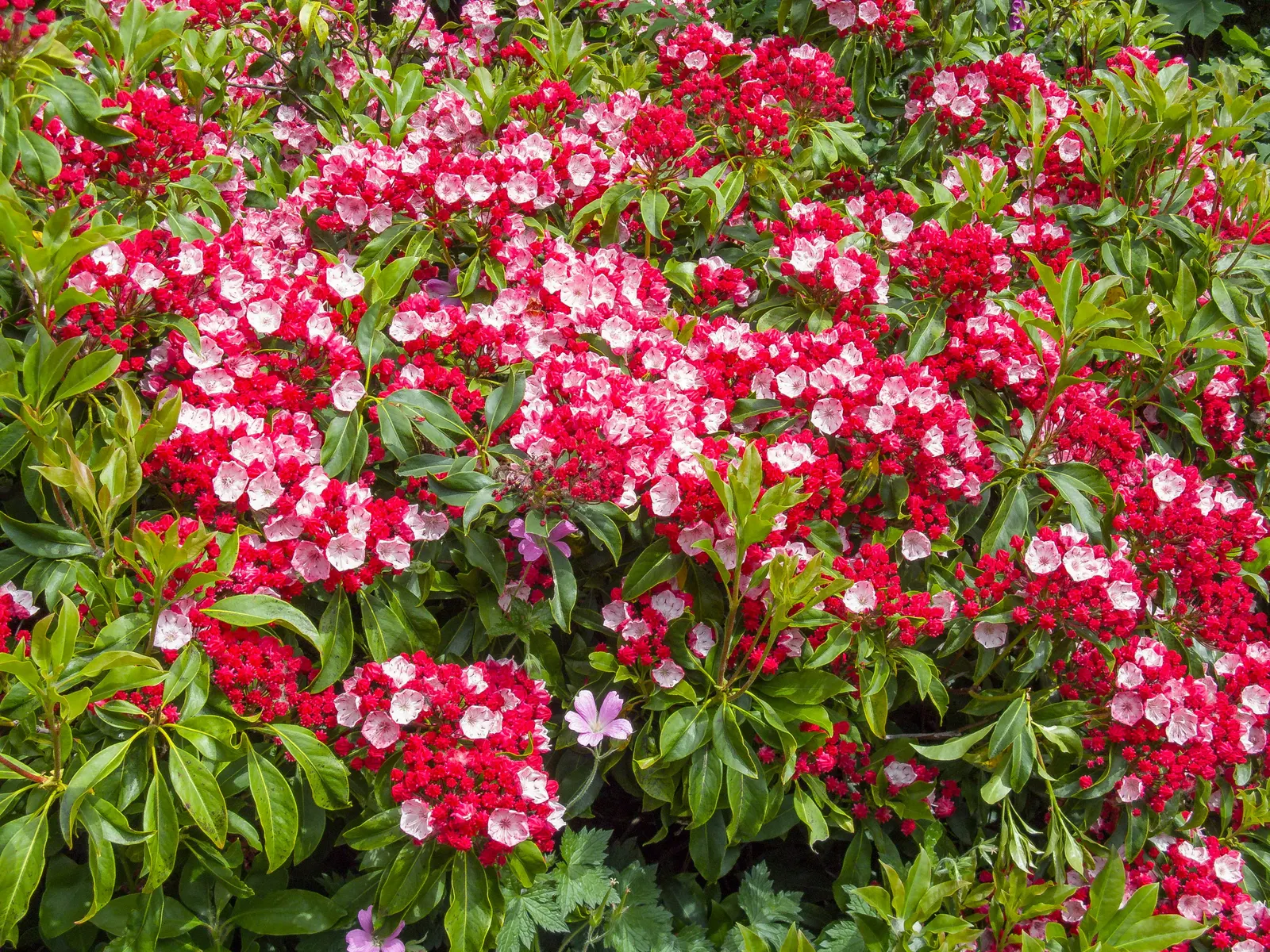 Mountain Laurel, Calico Bush (Kalmia Latifolia) — Growing to an average height of 7 to 15 feet with a similar spread