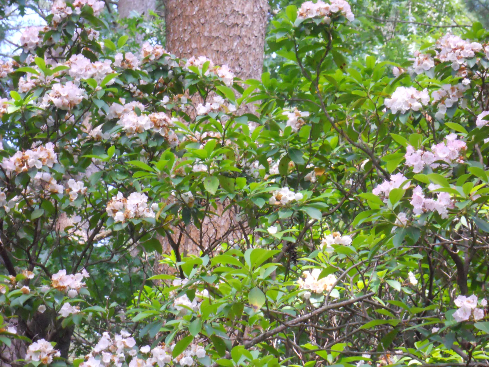Mountain Laurel, Calico Bush (Kalmia Latifolia) — this shrub features clusters of cup-shaped flowers that range from white to pink