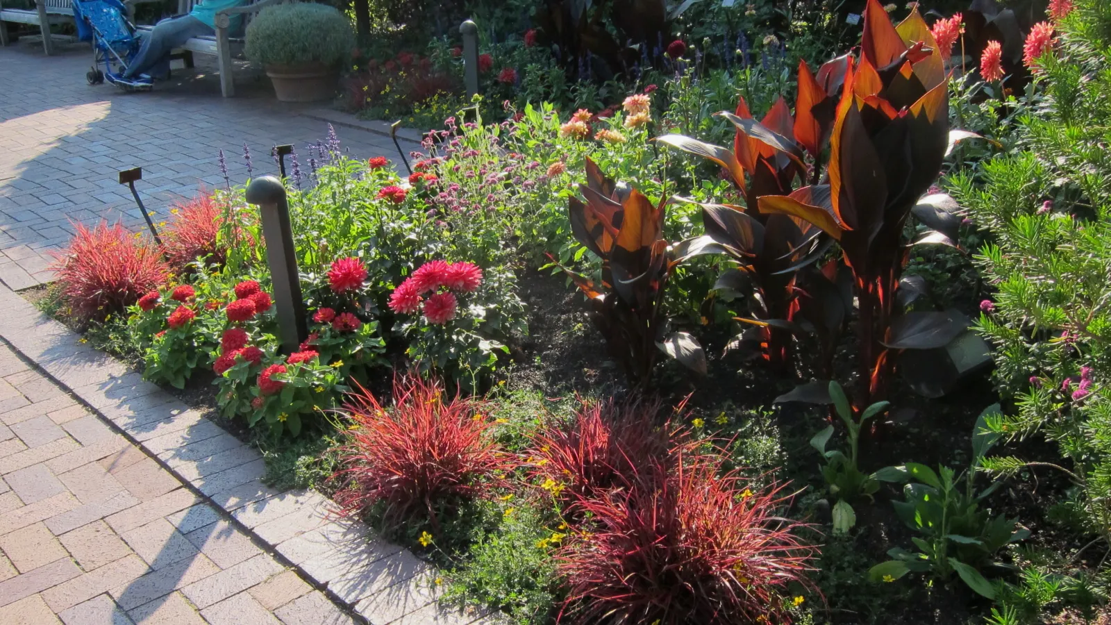 Fireworks Dwarf Fountain Grass (Pennisetum 'Fireworks') — Pennisetum 'Fireworks' is a vibrant perennial grass
