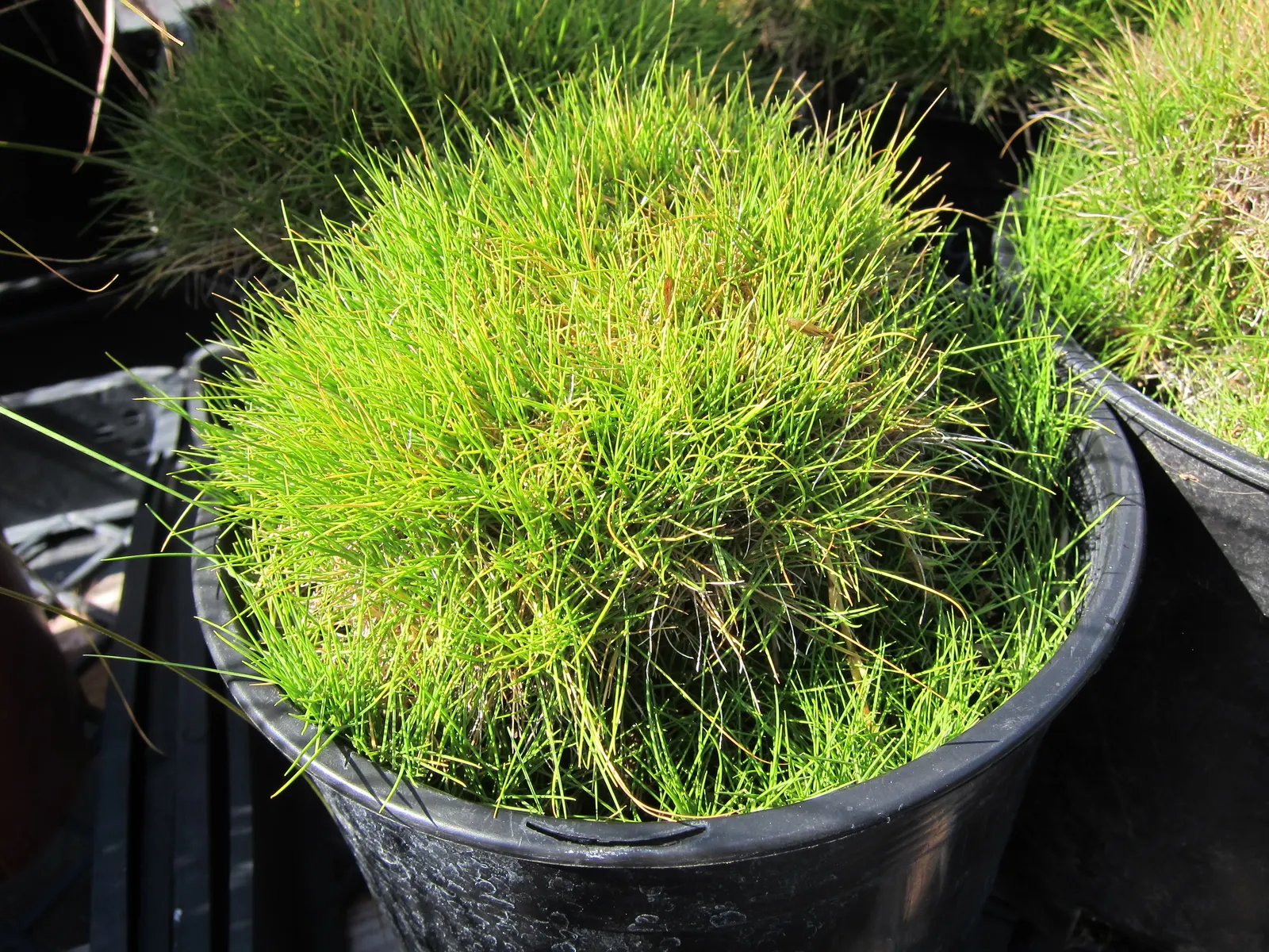 Korean Grass (Zoysia Tenuifolia) — making it an ideal low-maintenance grass for regions with mild