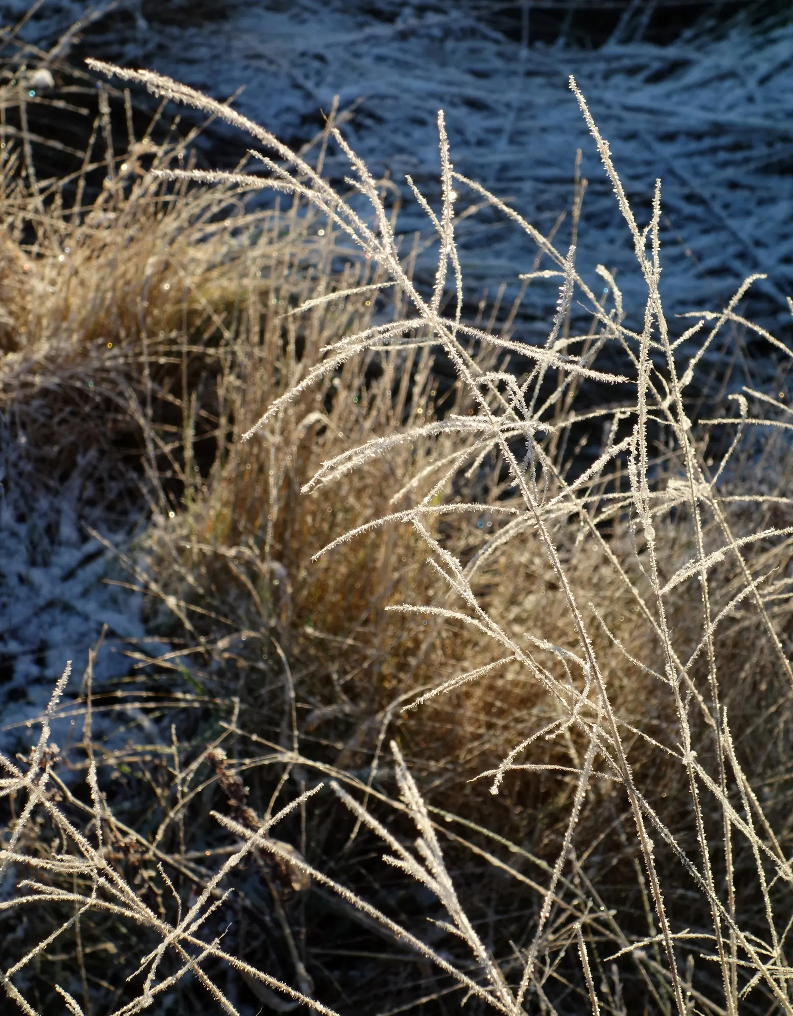 Korean Grass (Zoysia Tenuifolia) — It thrives in USDA hardiness zones 6 through 11, preferring full sun to light shade