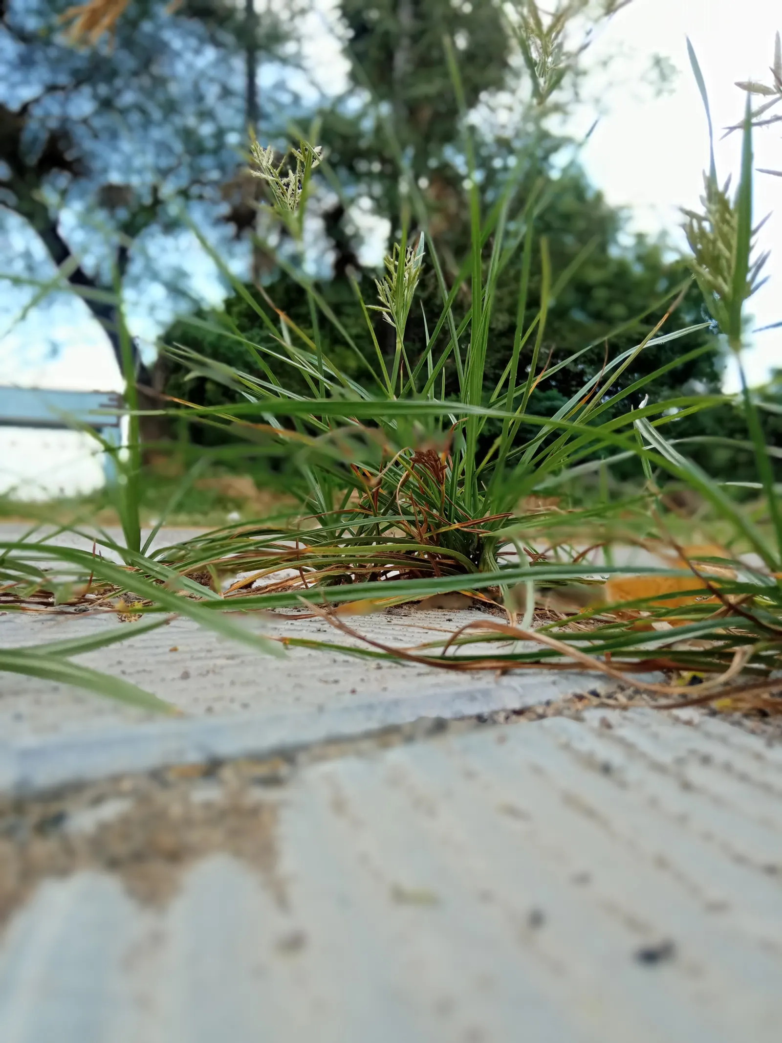 Korean Grass (Zoysia Tenuifolia) — slow-growing perennial that forms a dense