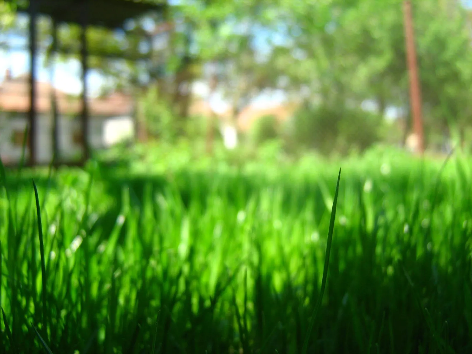 Korean Grass (Zoysia Tenuifolia) — bulb / ground cover for full or half