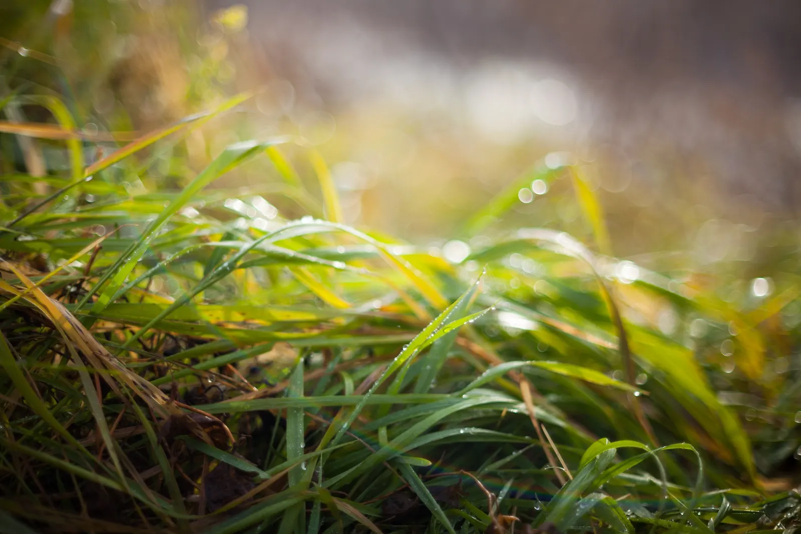 Korean Grass (Zoysia Tenuifolia) — or as an alternative ground cover where a conventional lawn might struggle