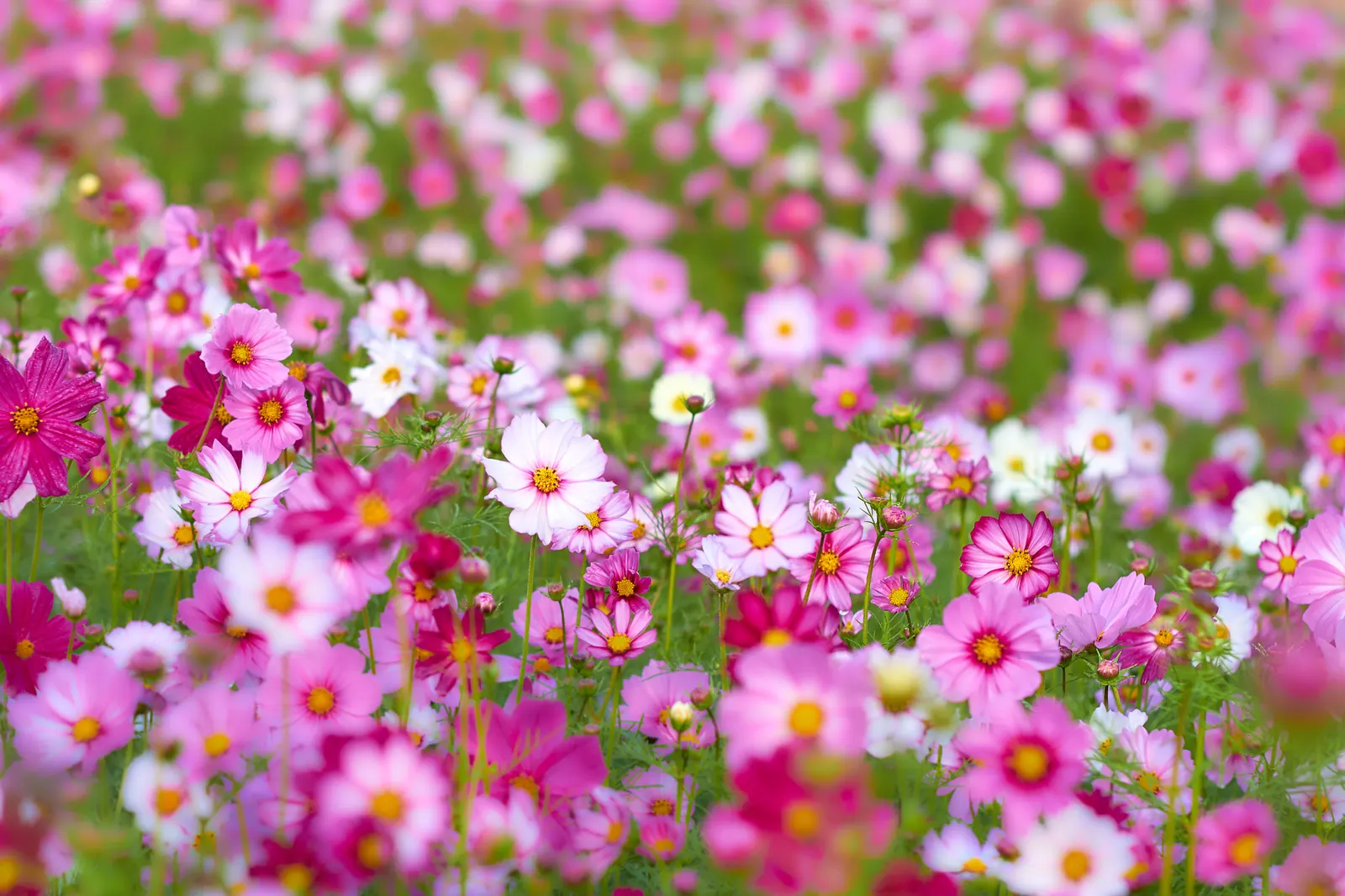 Korean Grass (Zoysia Tenuifolia) — commonly referred to as Korean or Temple Grass