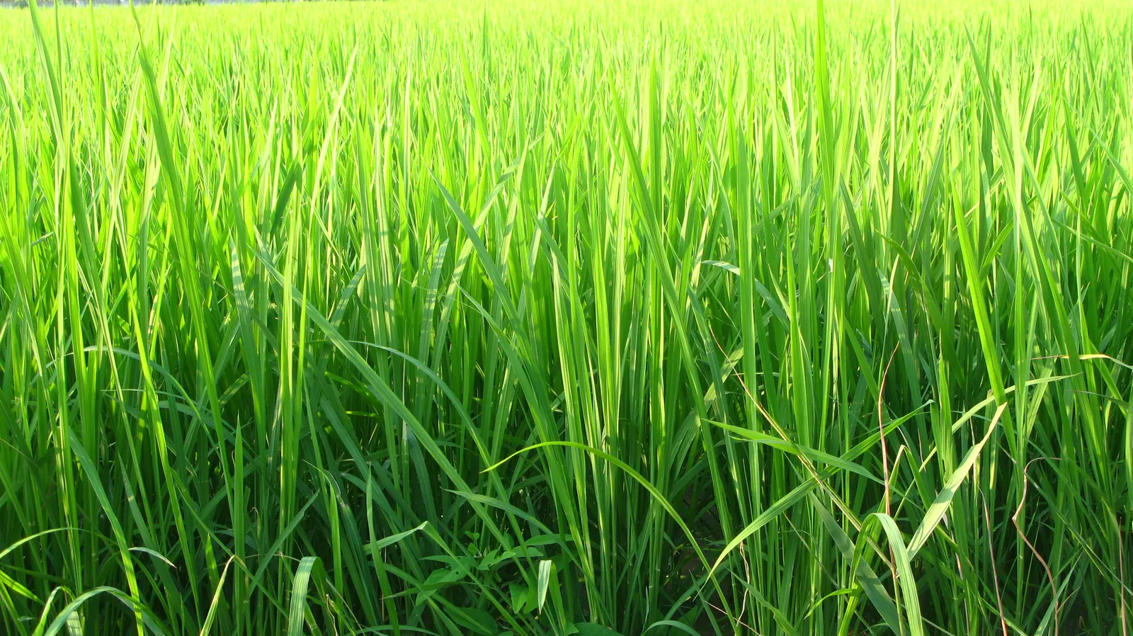 Korean Grass (Zoysia Tenuifolia) — Ideal for ornamental lawns, it thrives in well-drained soils and full sun to partial shade; slow-growing perennial that