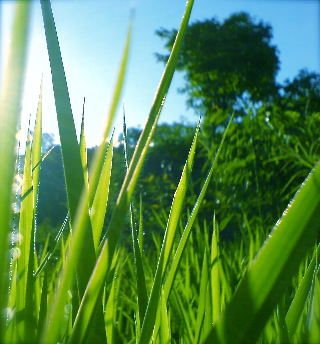 Korean Grass (Zoysia Tenuifolia) — warm-season grass renowned for its elegant; commonly referred to as Korean or Temple Grass