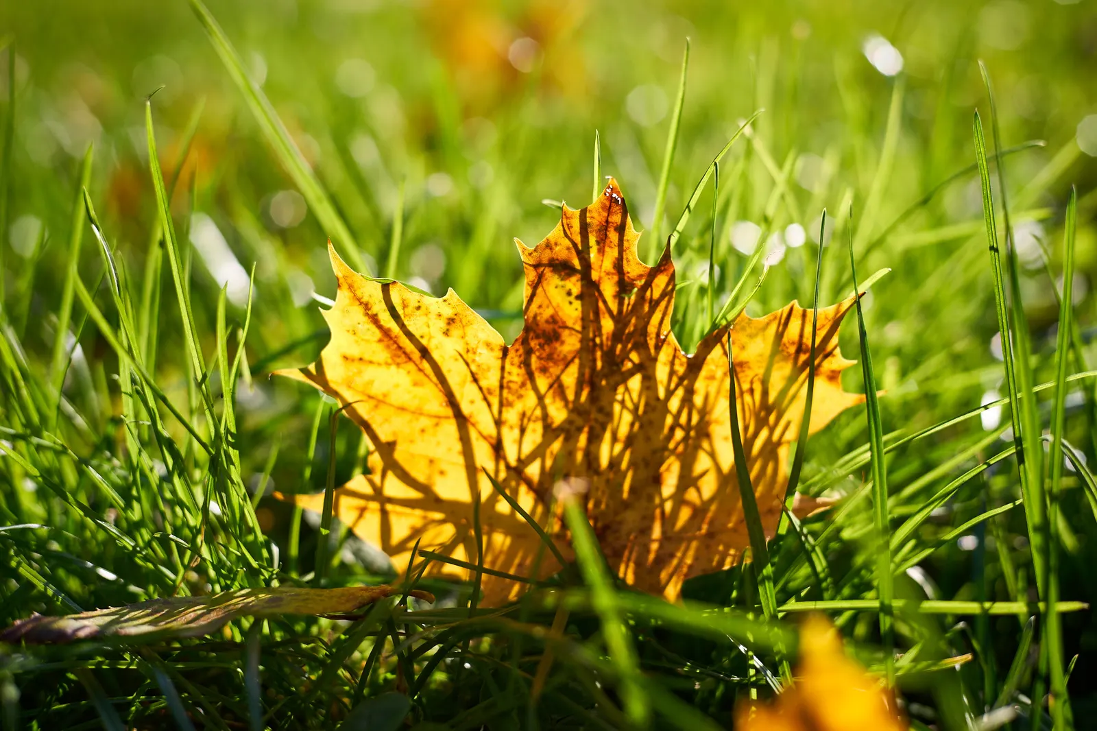 Korean Grass (Zoysia Tenuifolia) — commonly referred to as Korean or Temple Grass; bulb / ground cover for full or half