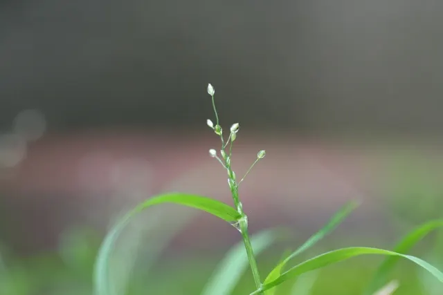 Korean Grass (Zoysia Tenuifolia) — Ideal for ornamental lawns, it thrives in well-drained soils and full sun to partial shade