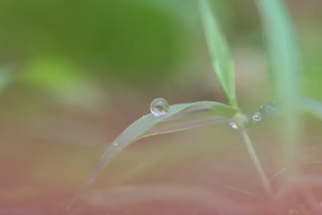 Korean Grass (Zoysia Tenuifolia) — making it a sustainable choice for ground cover in temperate regions; or as an alternative ground cover where a conventional