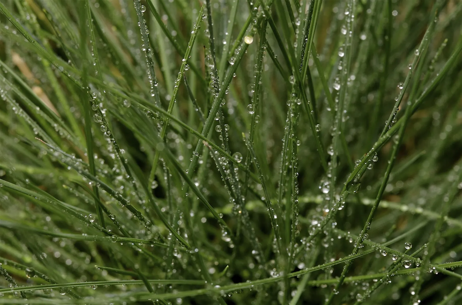 Korean Grass (Zoysia Tenuifolia) — warm-season grass renowned for its elegant