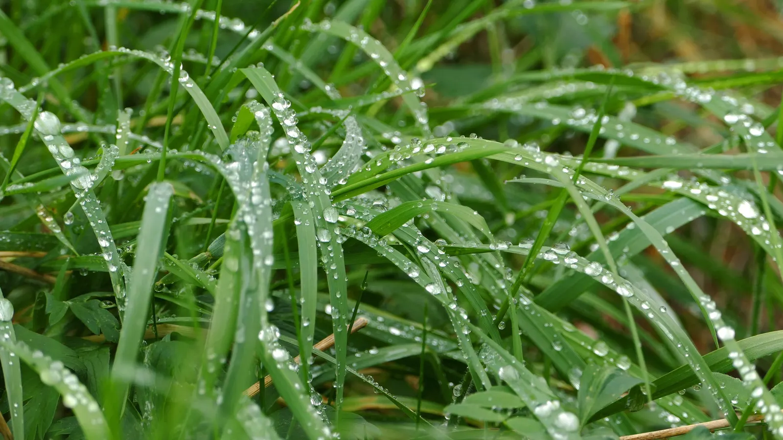 Korean Grass (Zoysia Tenuifolia) — This beautiful grass provides a unique texture and lush feel to a garden