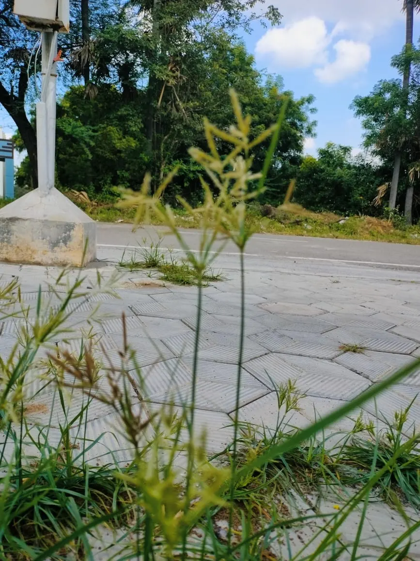 Korean Grass (Zoysia Tenuifolia) — However, it does have a slower recovery rate from damage due to its growth pattern
