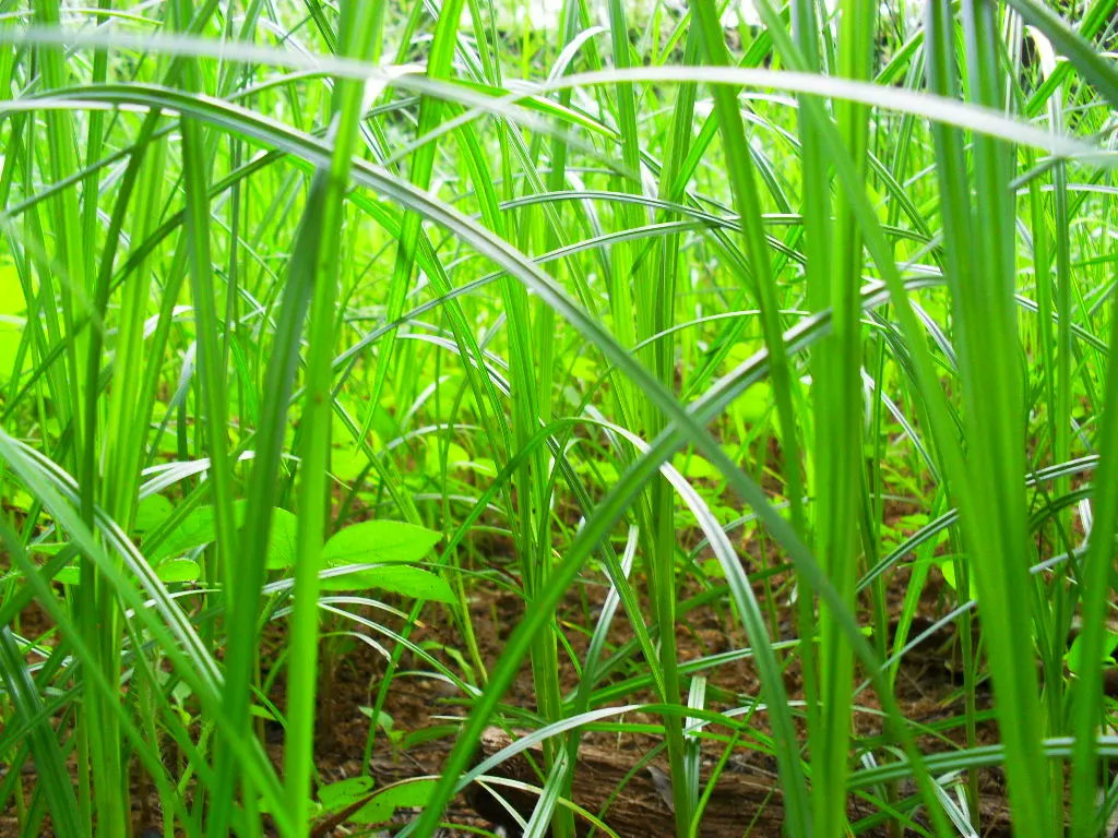 Korean Grass (Zoysia Tenuifolia) — moist climates.<br><br>When designing a landscape