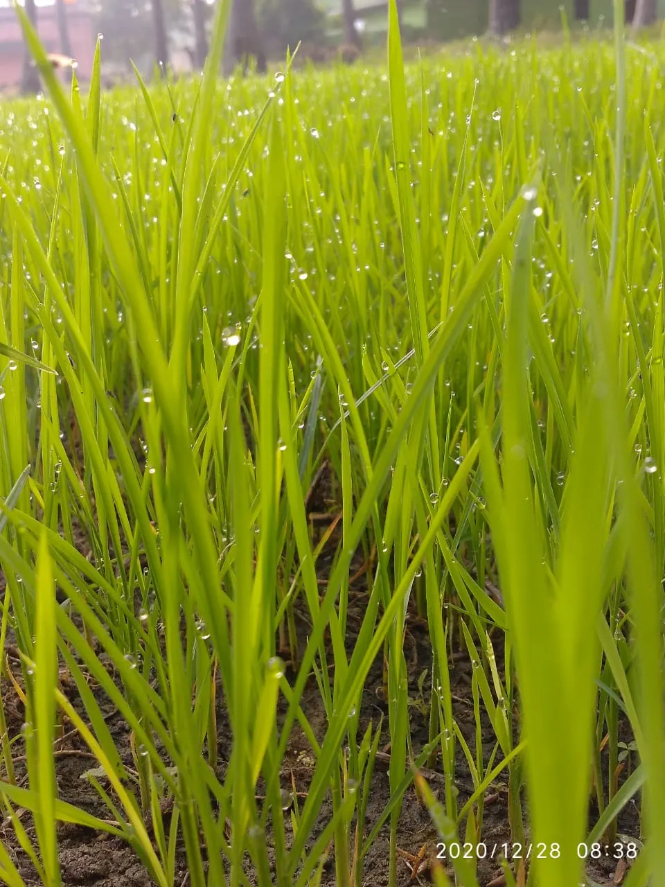 Korean Grass (Zoysia Tenuifolia) — cushiony feel underfoot.<br><br>One of the key features of Korean Grass is its slow growth habit